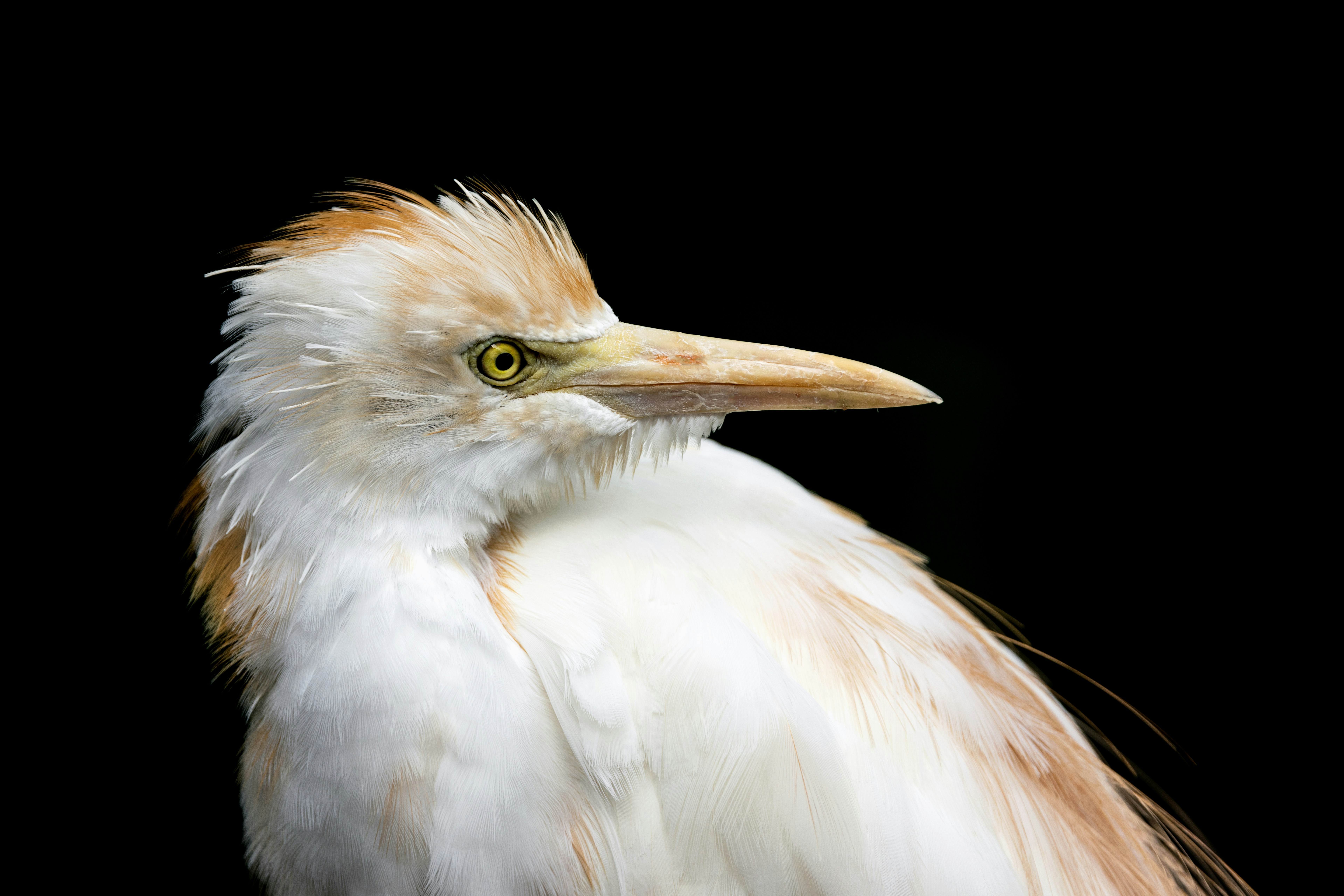 Close-up burung dengan latar belakang hitam