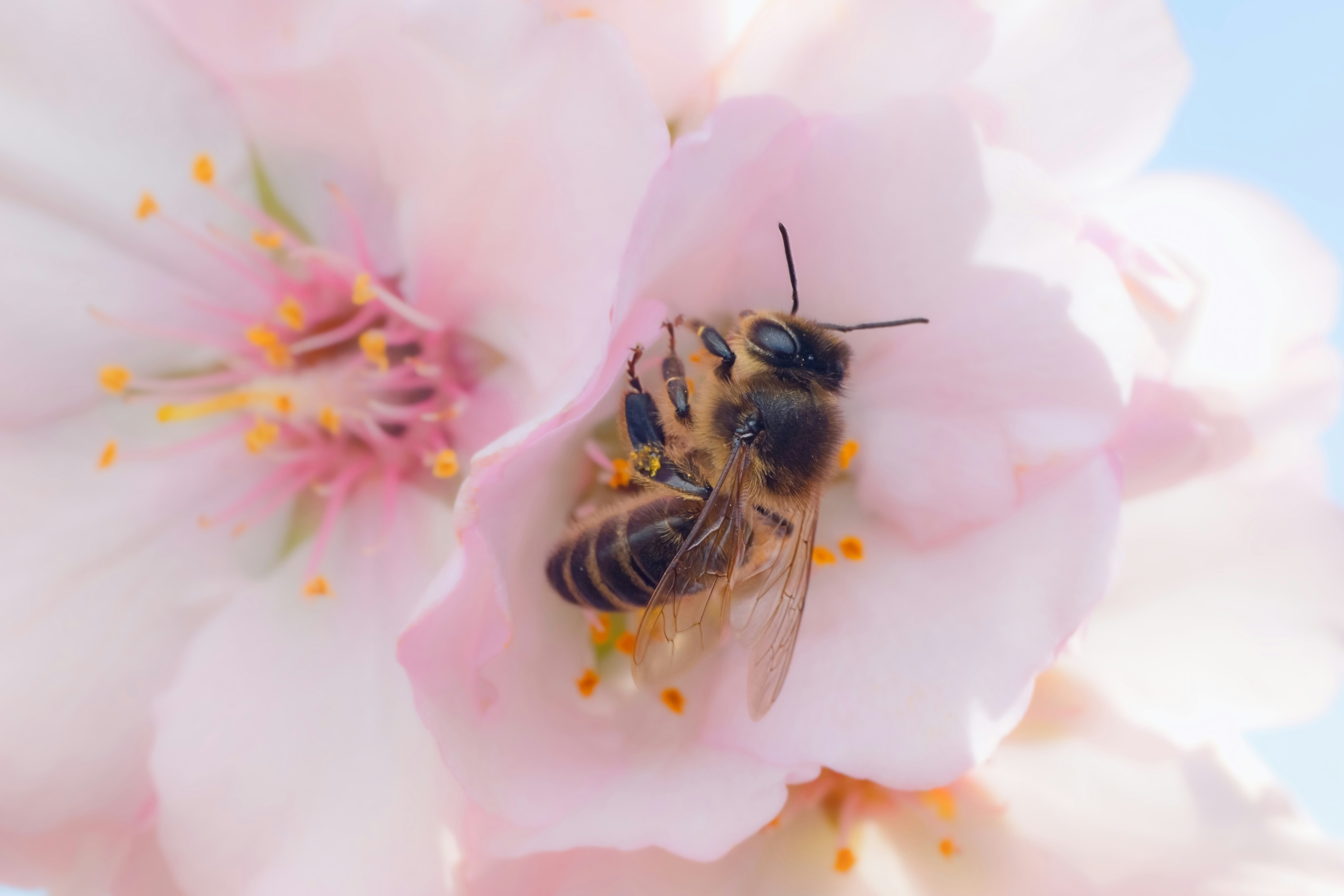 A bee is sitting on a pink flower
