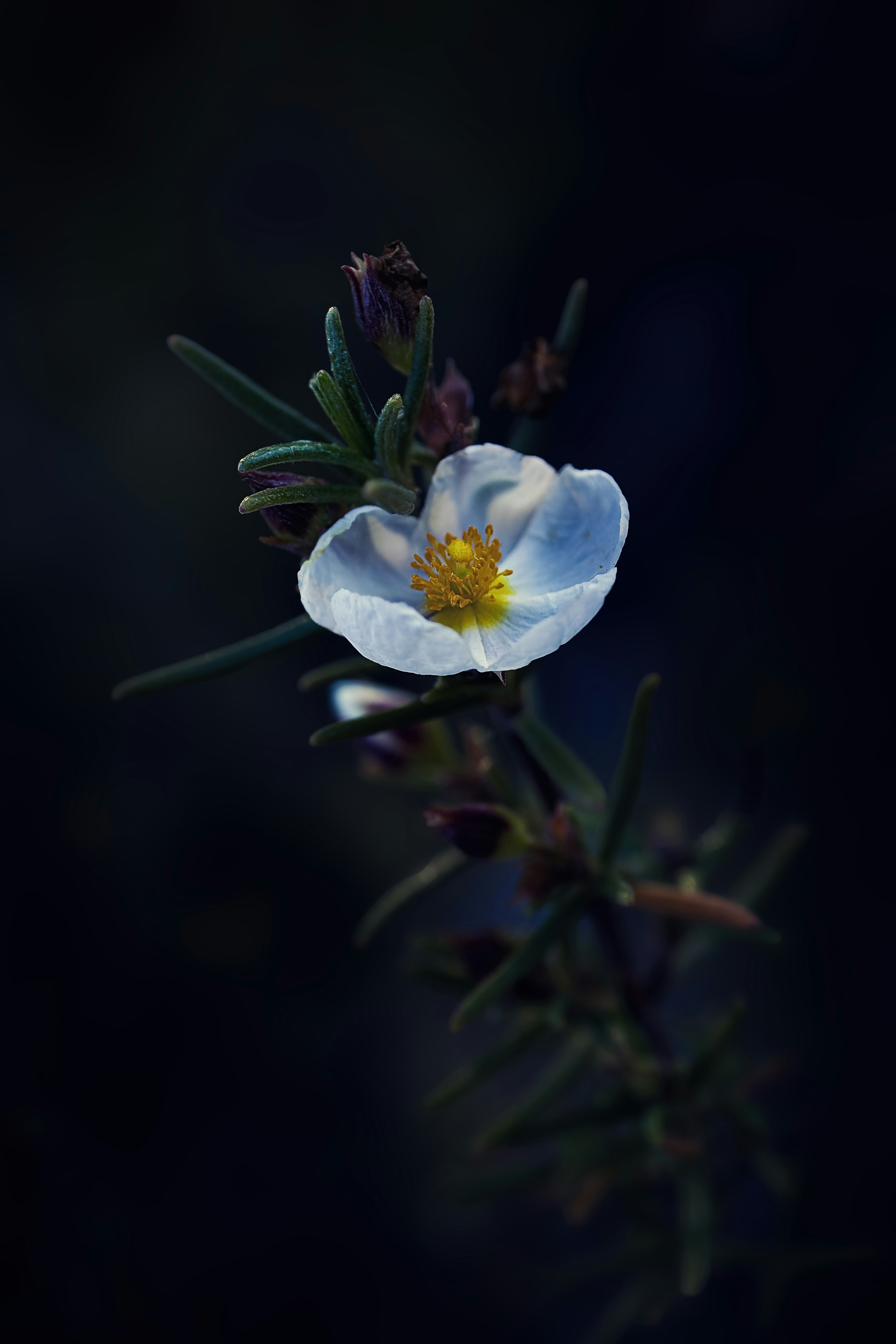A white flower with a yellow center on a black background