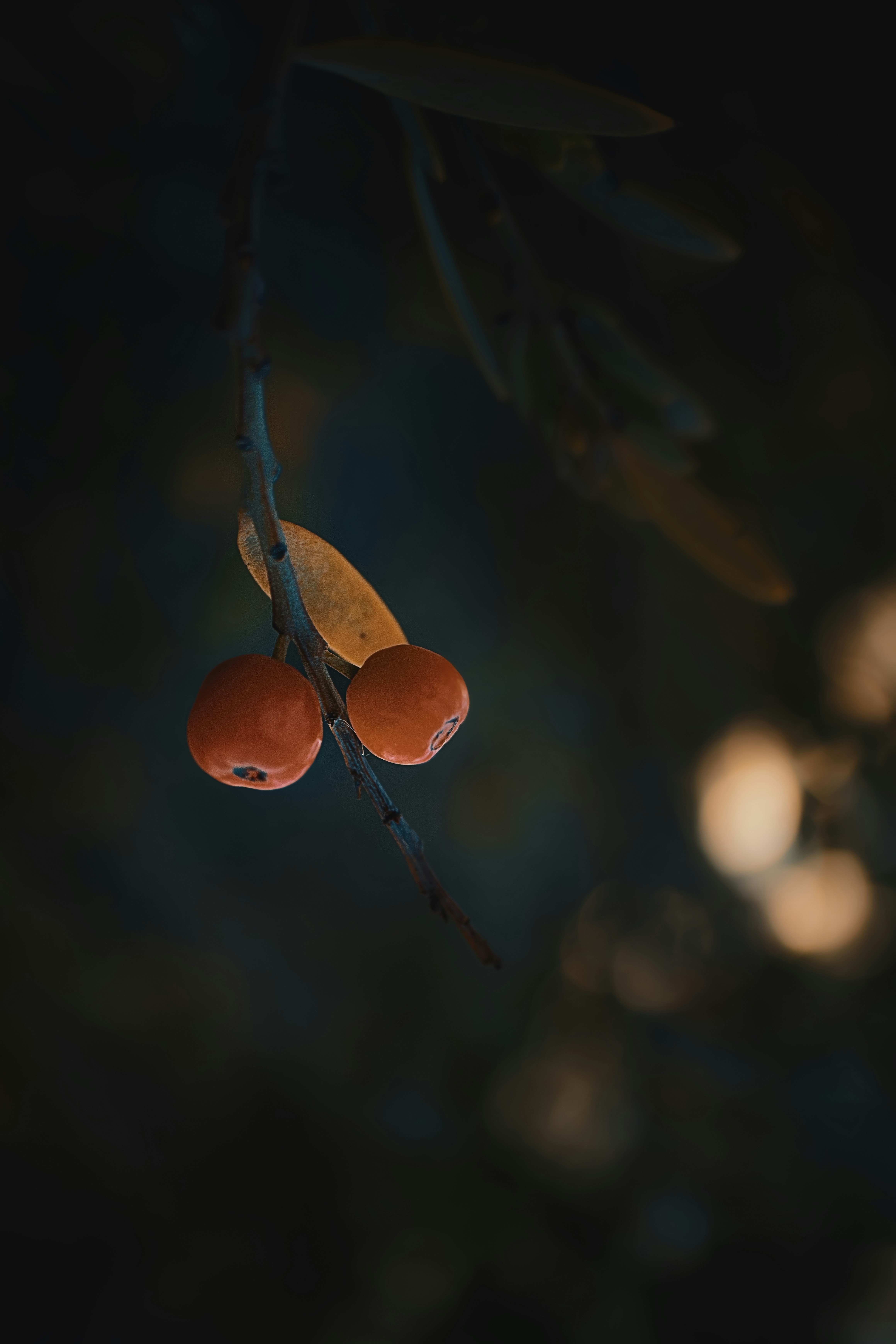 A close up of a tree branch with two fruits on it
