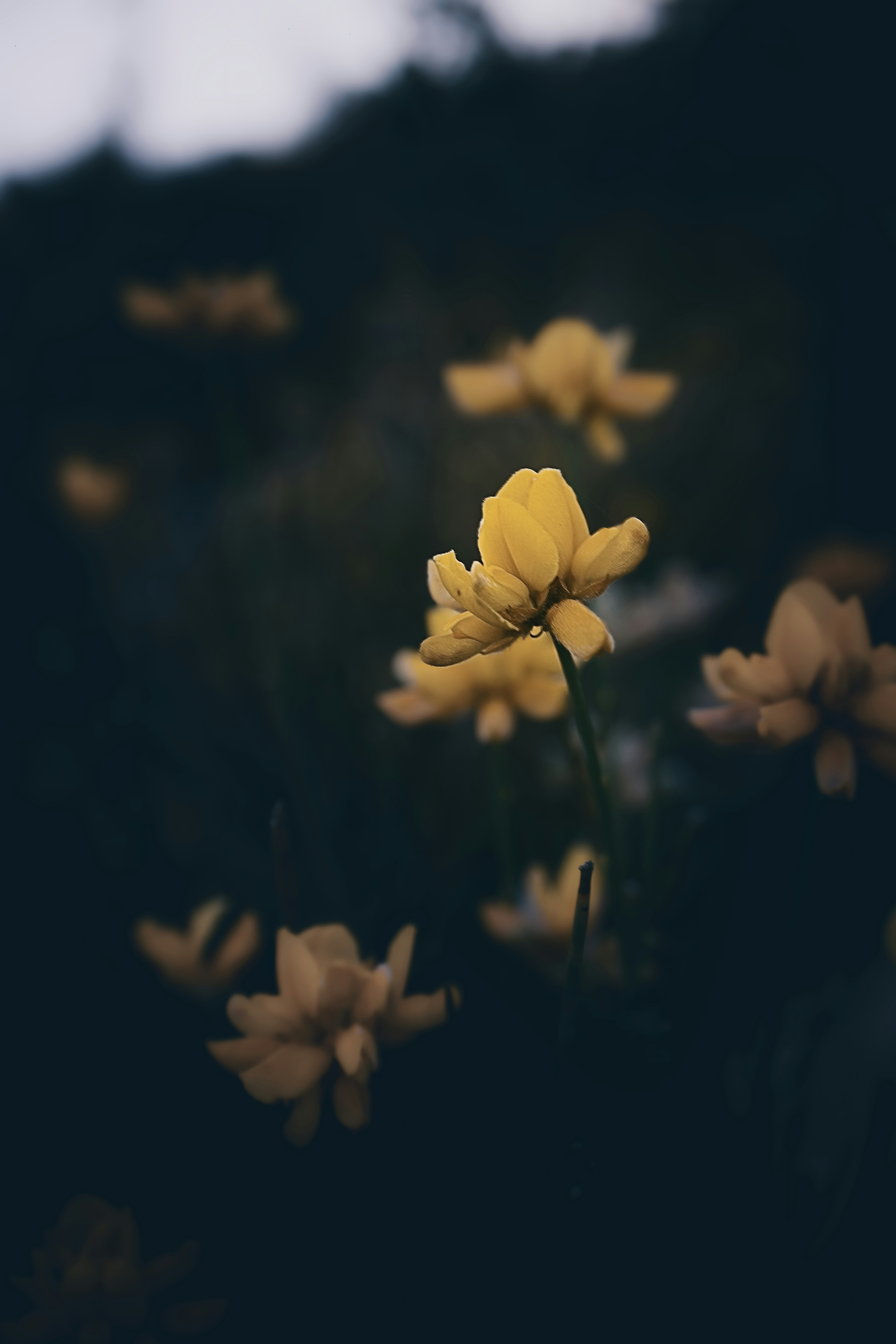 Photo by pedroj_conesa