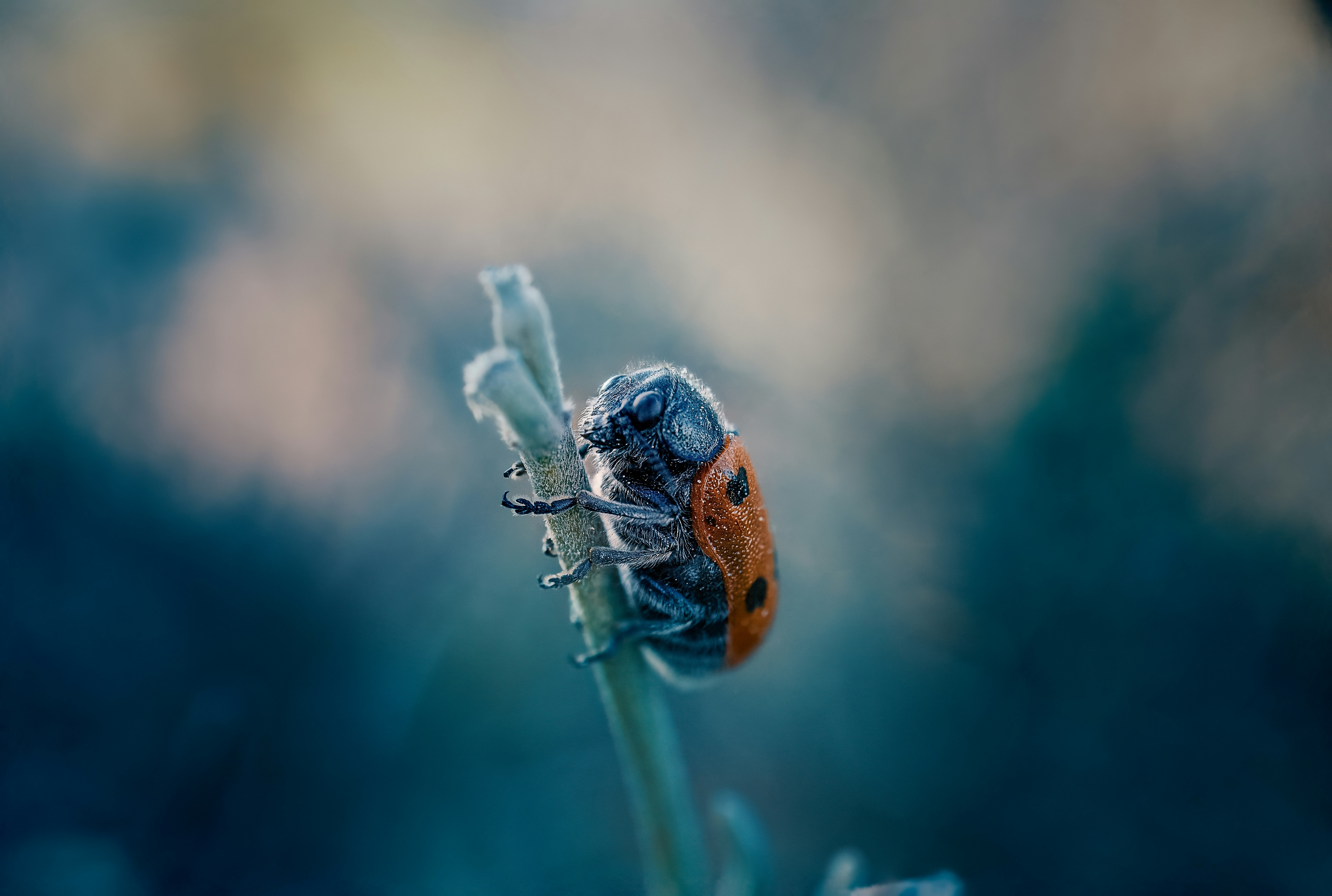 Photo by pedroj_conesa