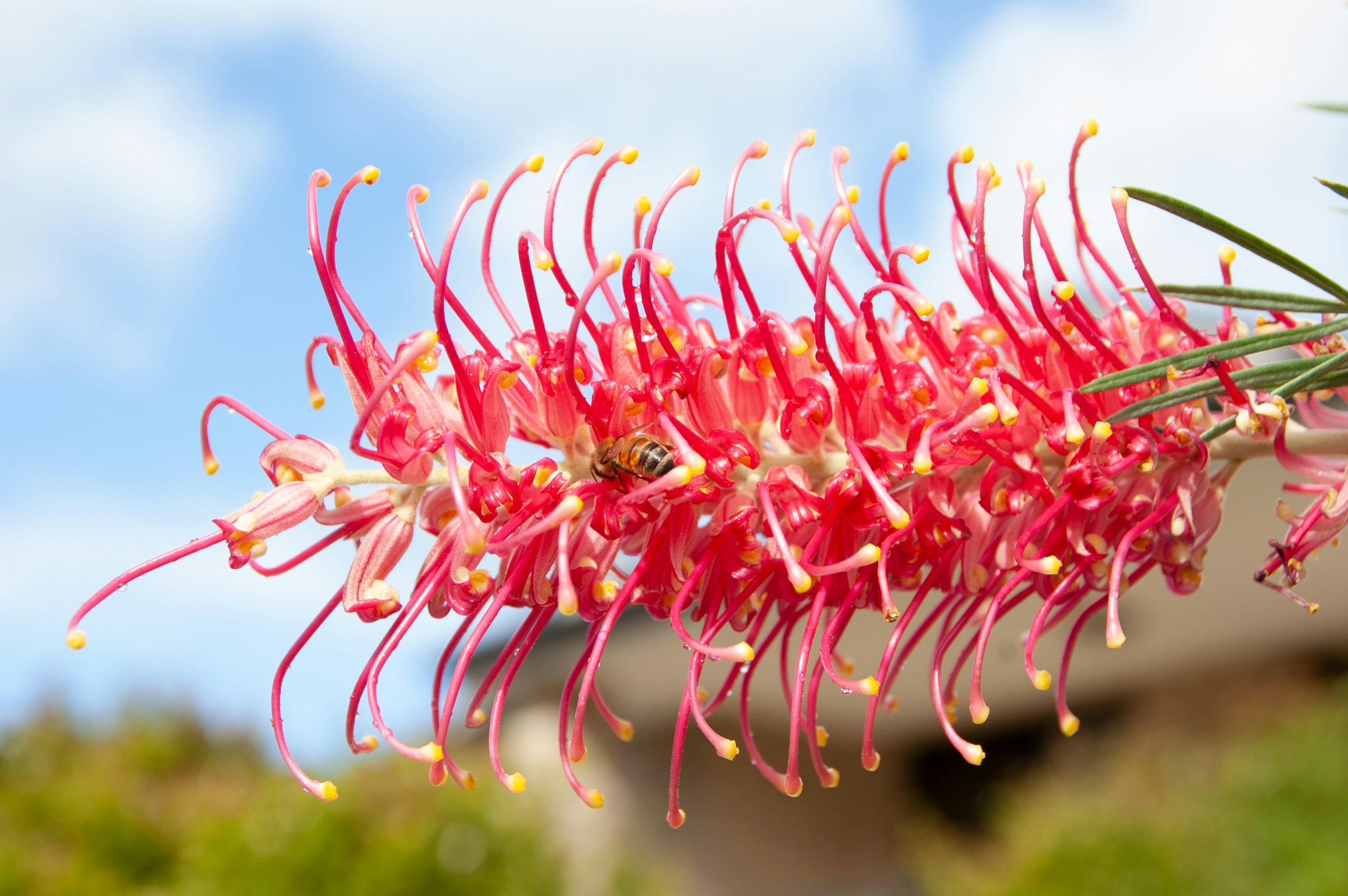 A red flower with yellow stamens on it