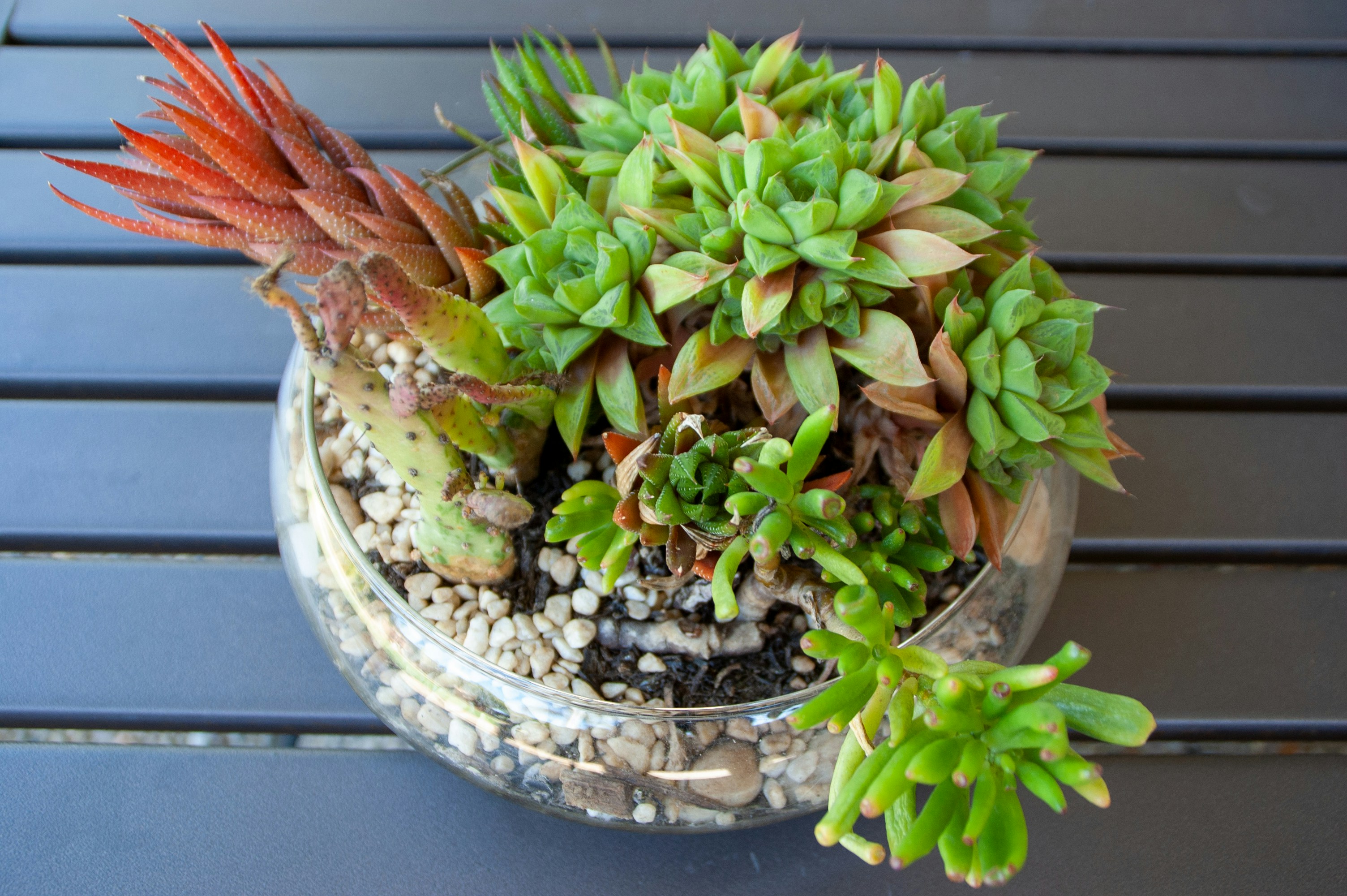 A potted plant sitting on top of a blue table