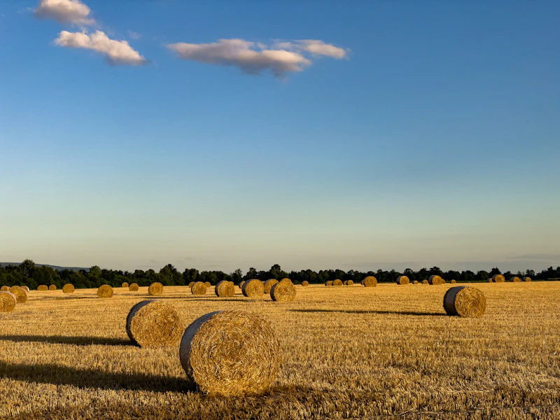Wheat Straw bales
