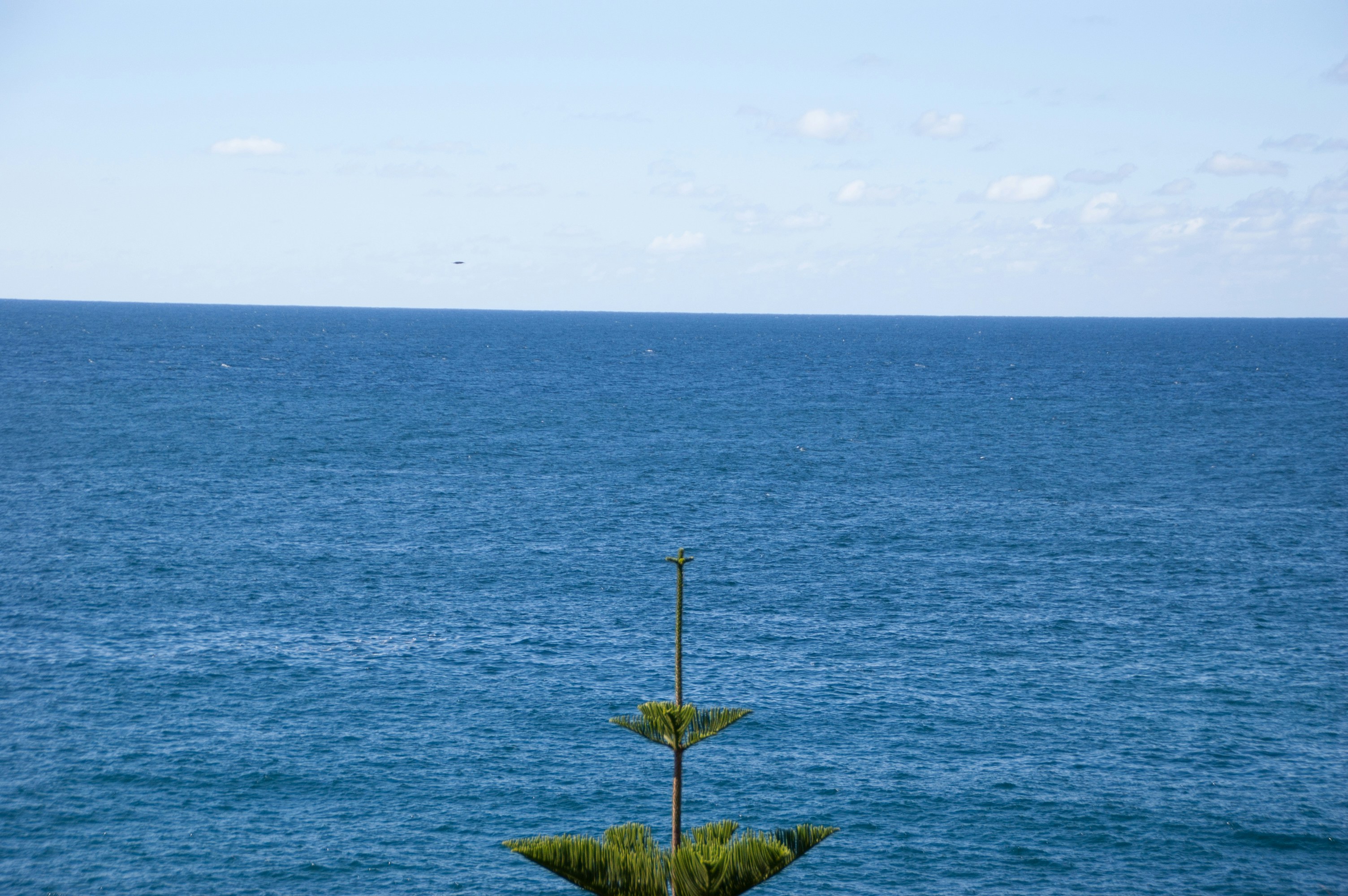 A view of a body of water with a tree in the foreground