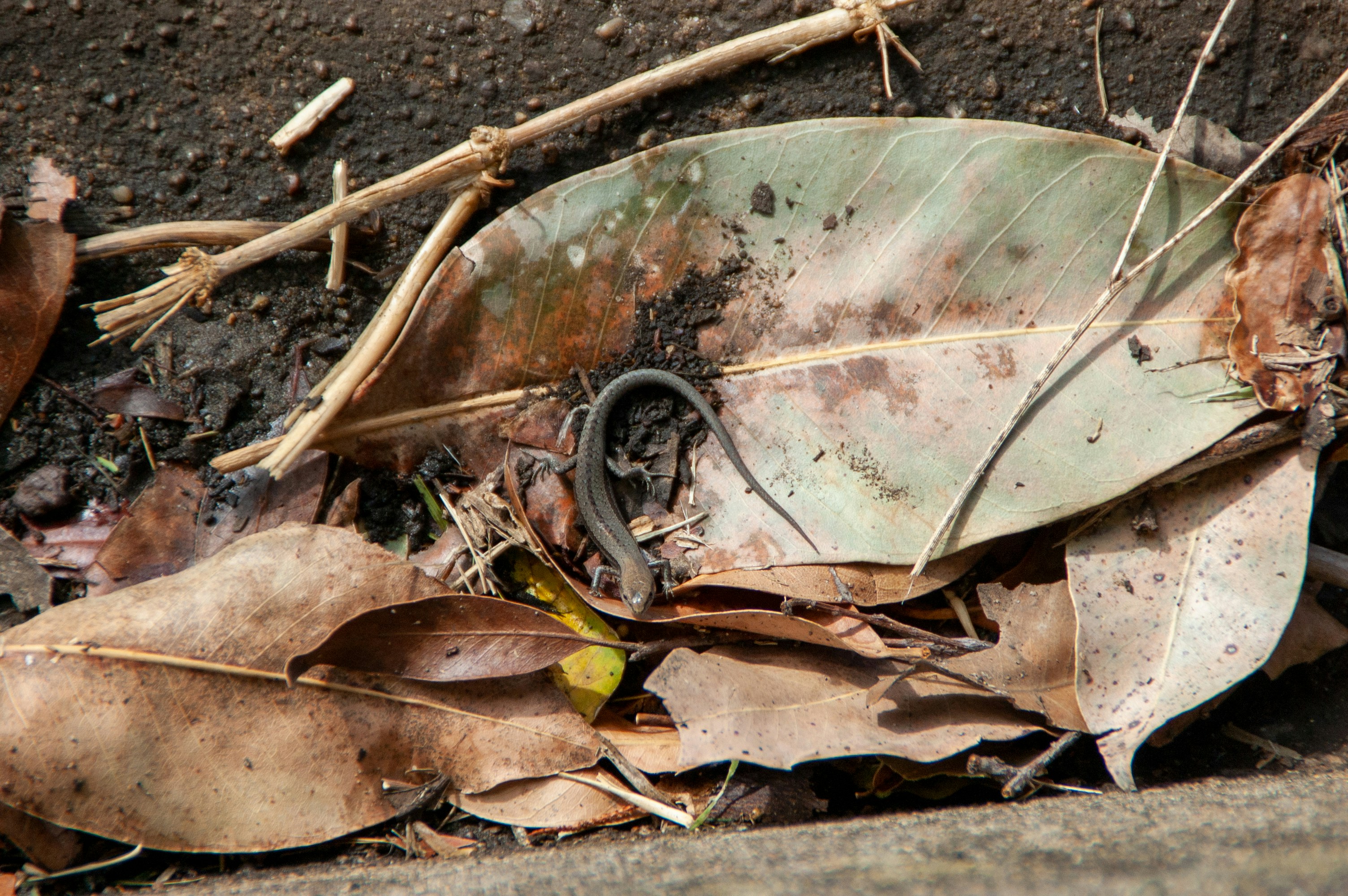 A leaf that is laying on the ground