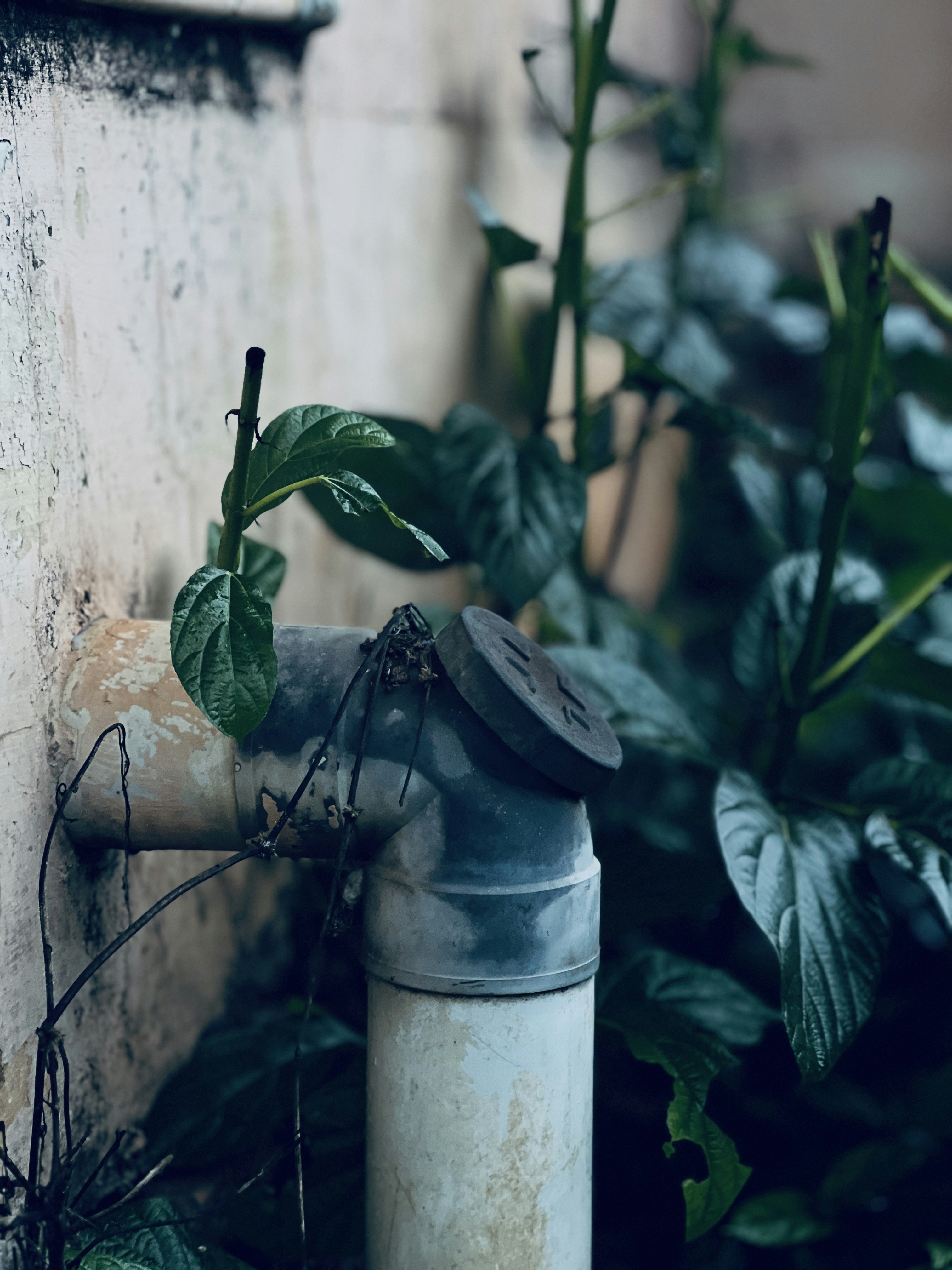 A water faucet next to a wall with a plant growing out of it