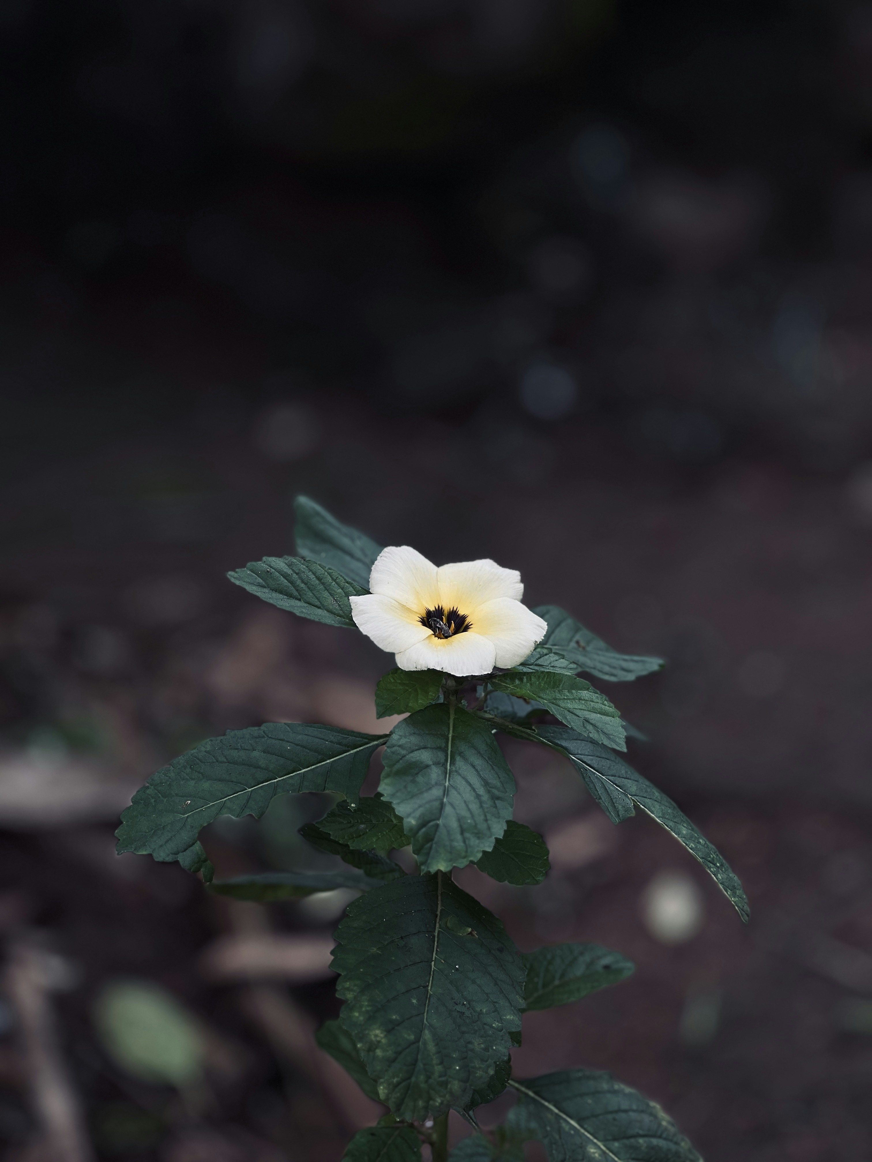 Photo by zawaph