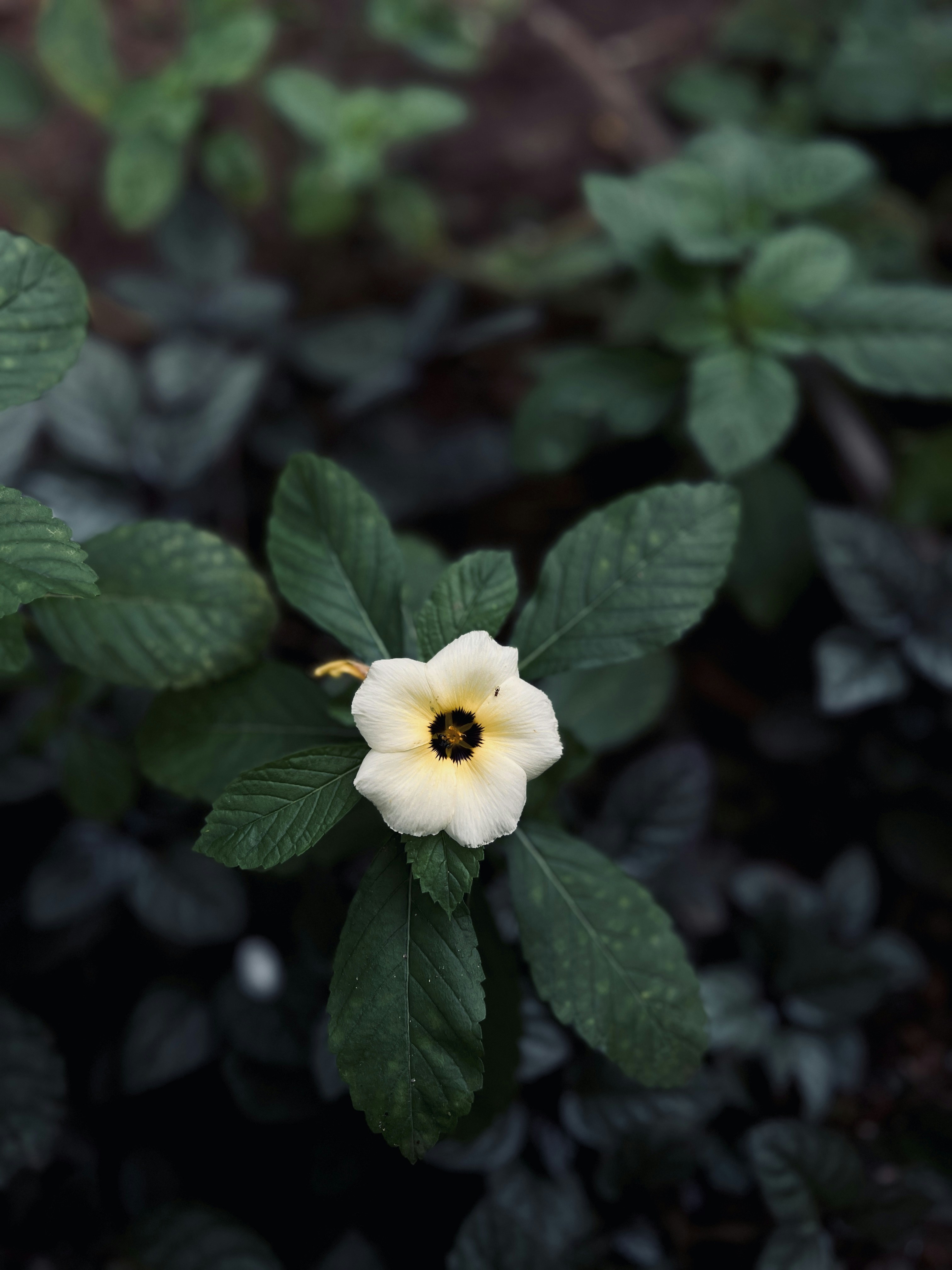 Photo by zawaph