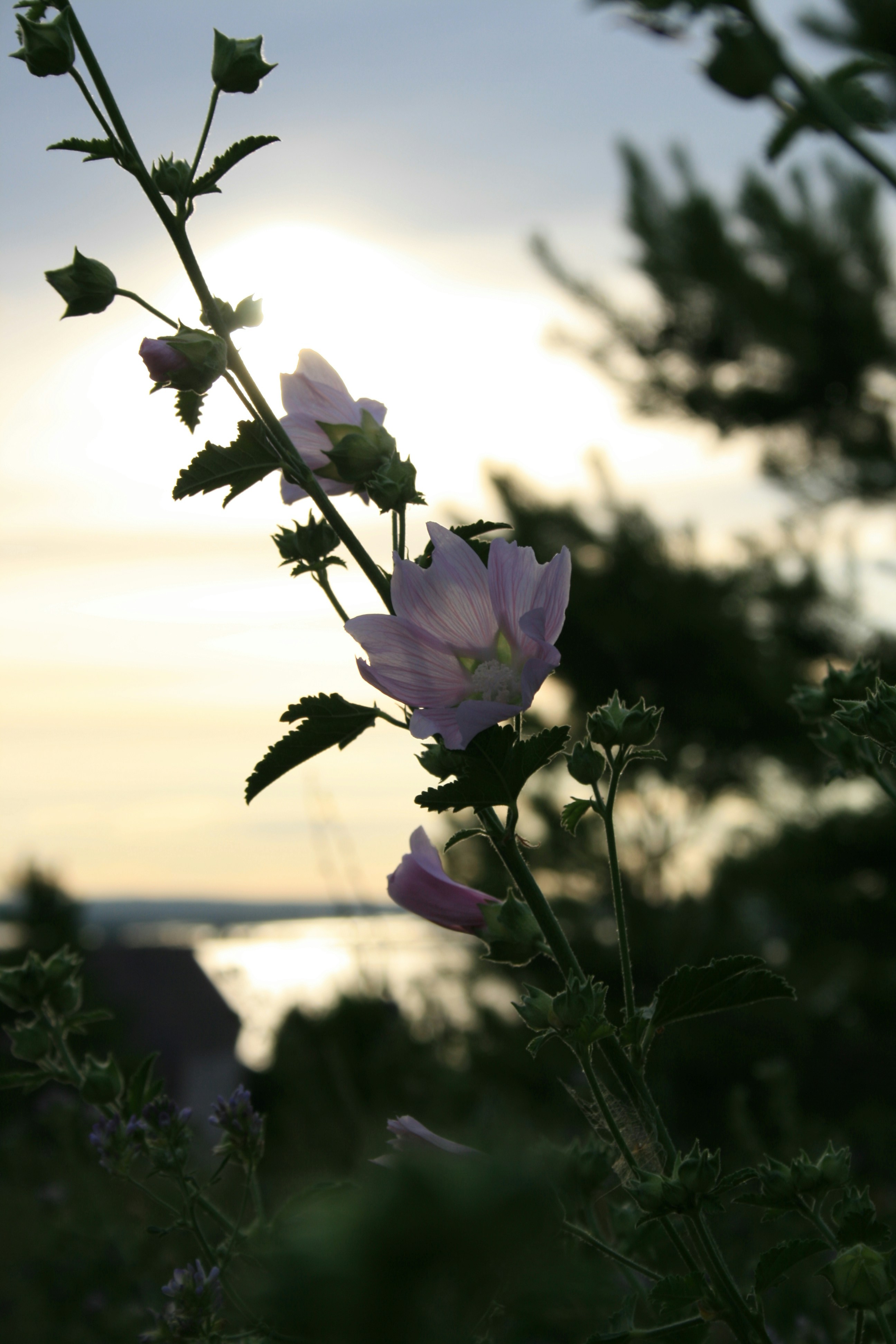 수역 근처에 있는 꽃의 클로즈업