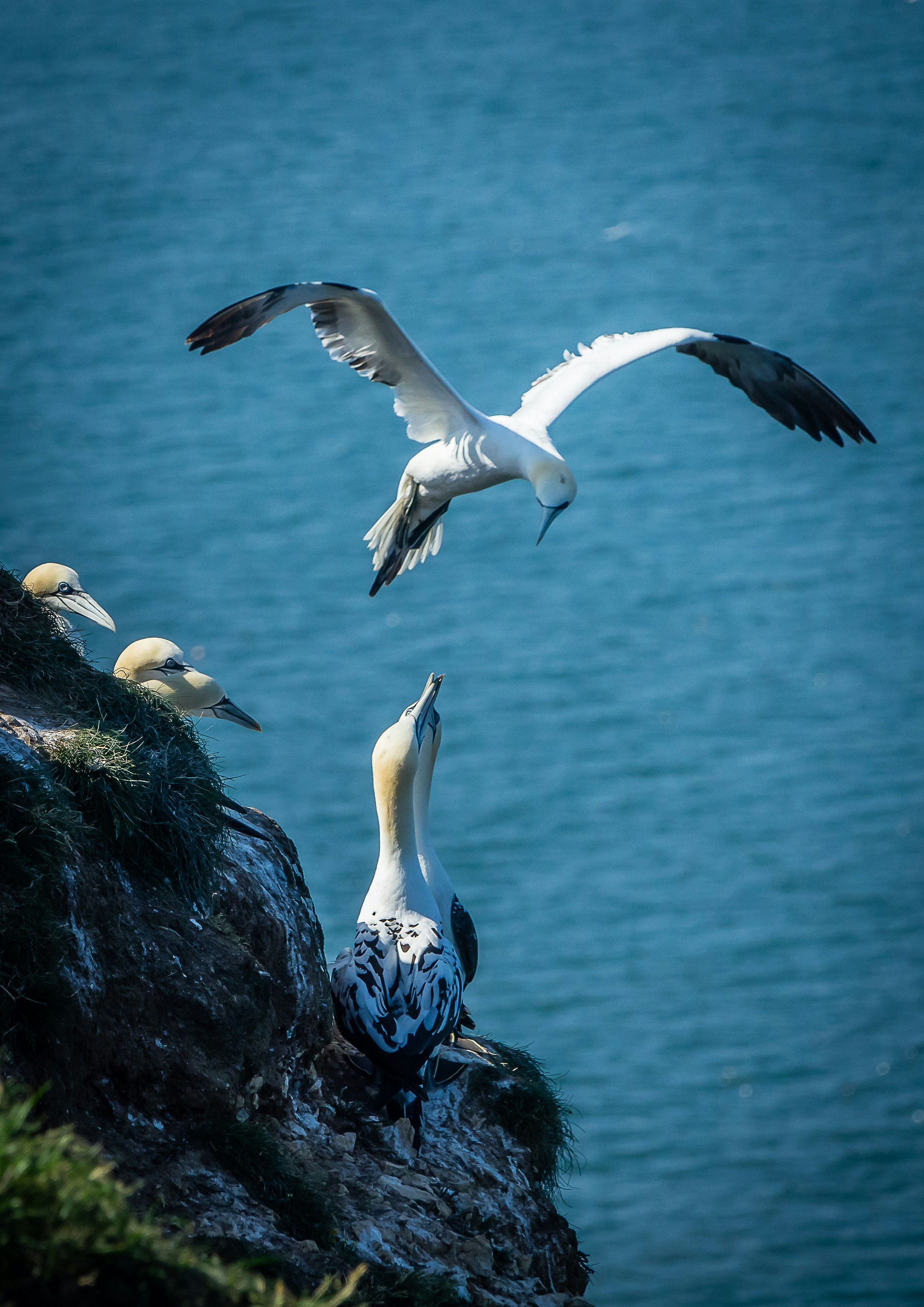 A flock of birds flying over a body of water photo – Free Animal Image ...