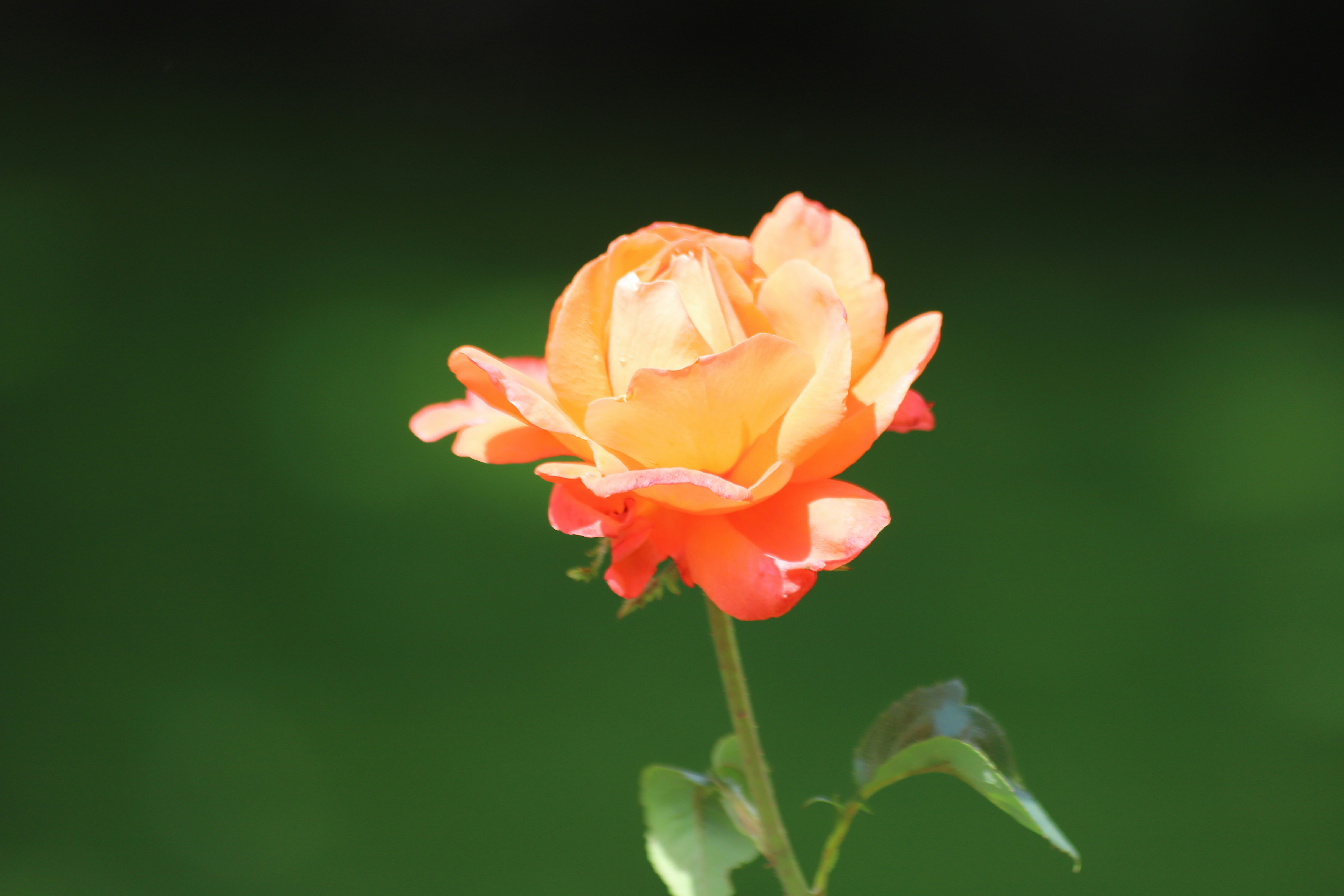 licensed by Christer Lässman