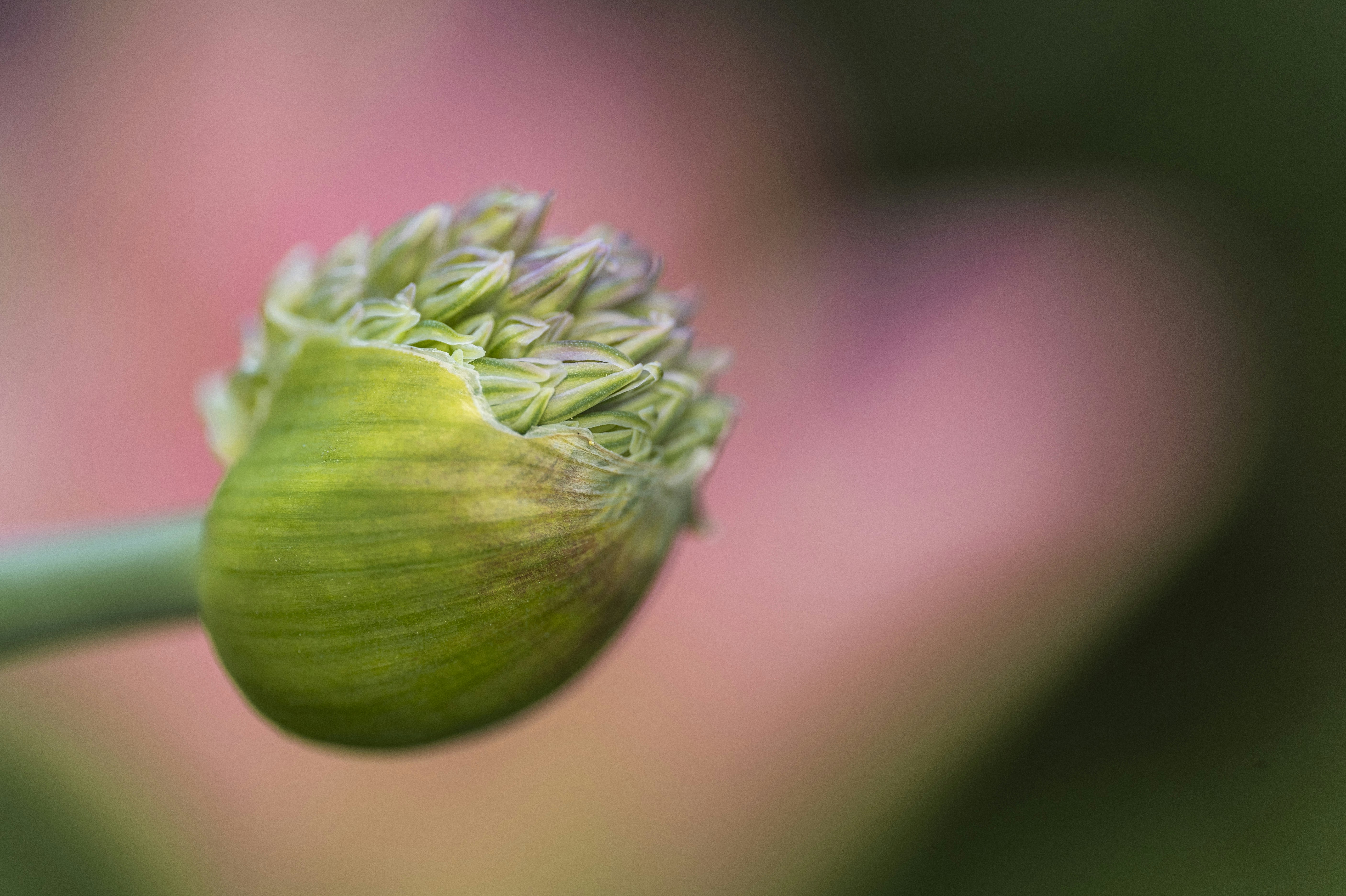 A close up view of a flower bud