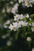 A bunch of white flowers with green leaves