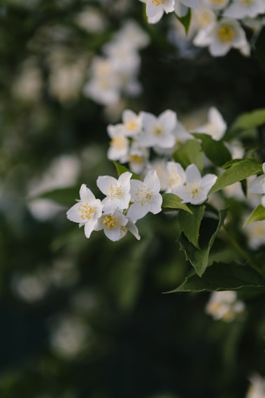 A bunch of white flowers with green leaves