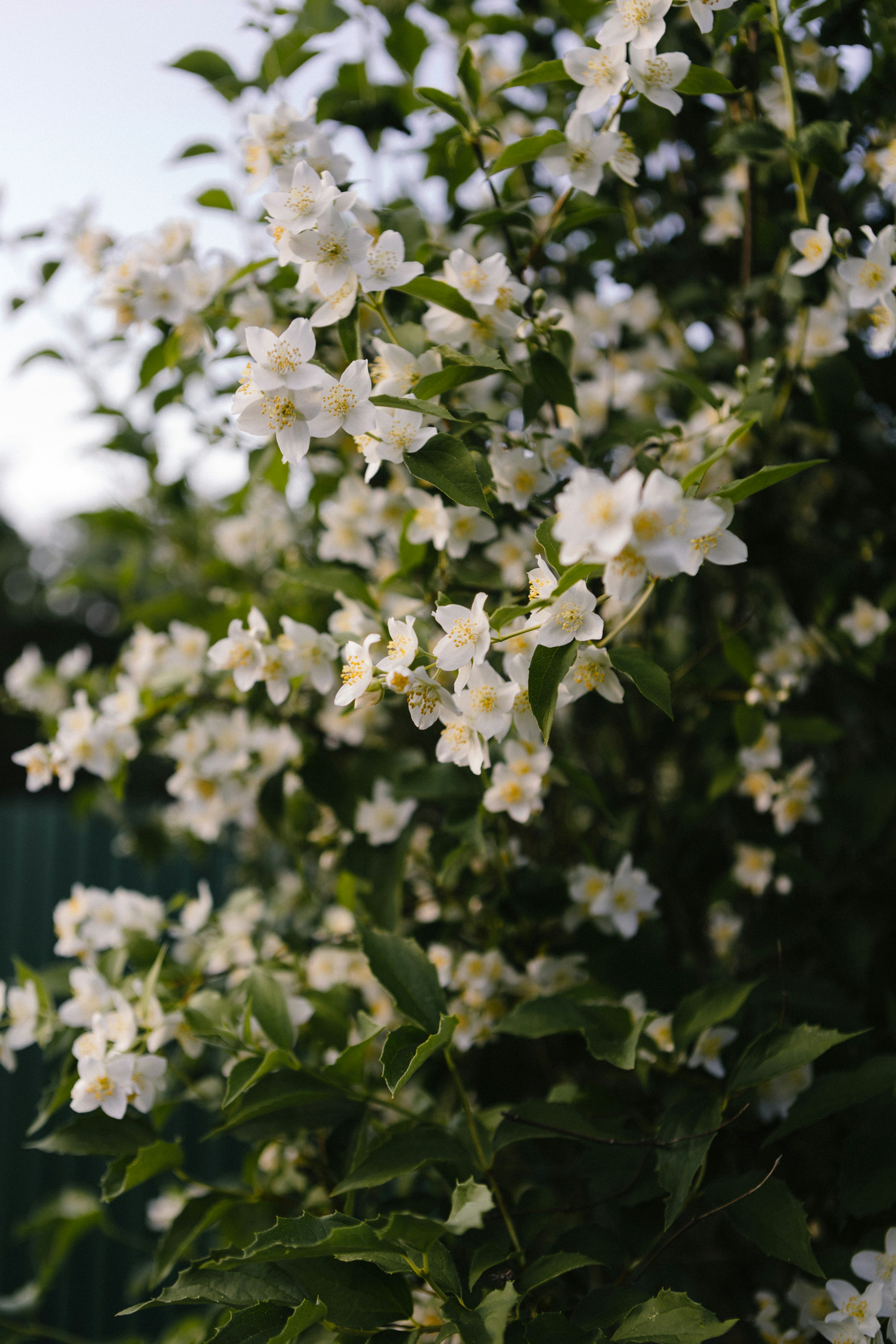 Photo by korobovaphoto