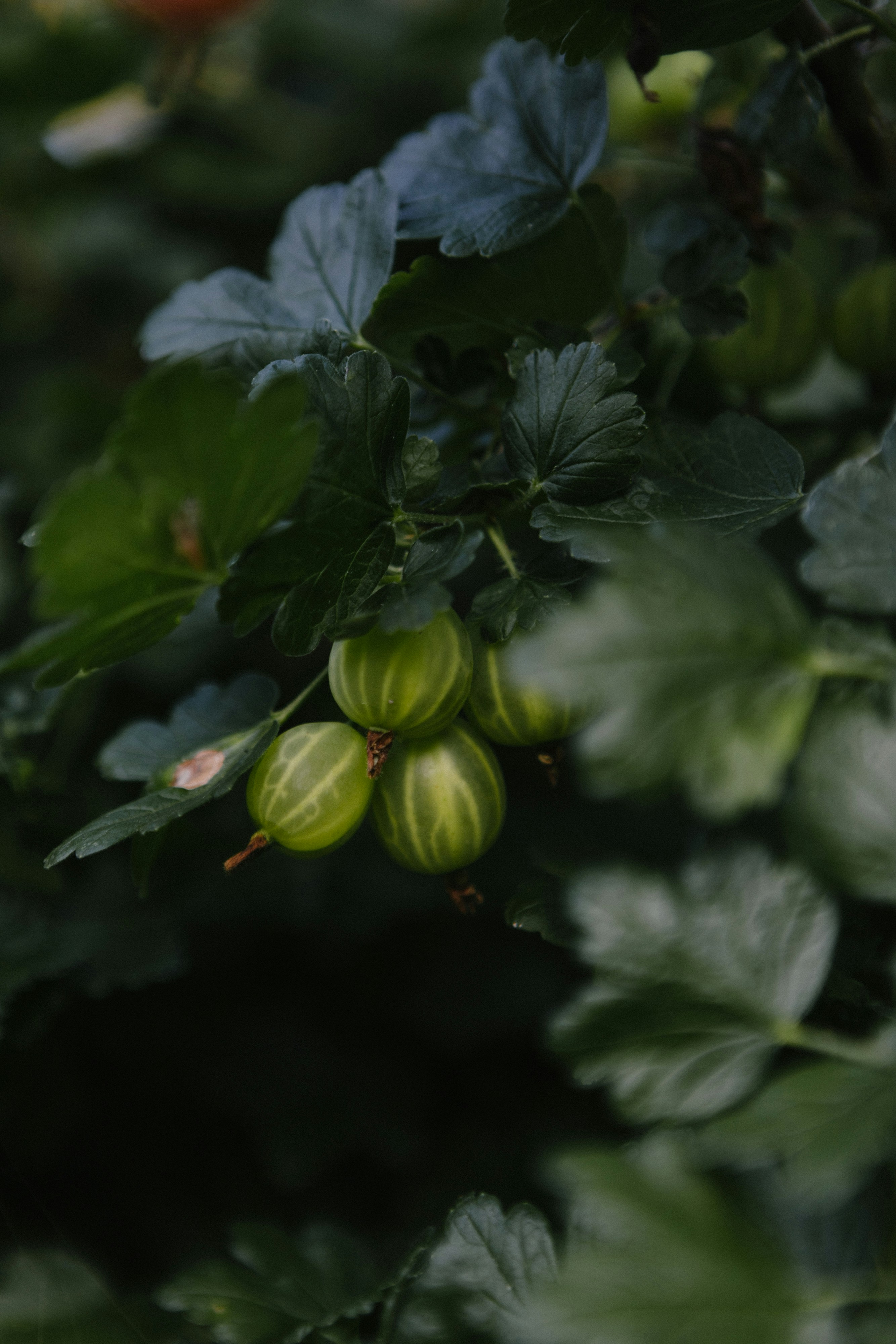 A bunch of green berries hanging from a tree