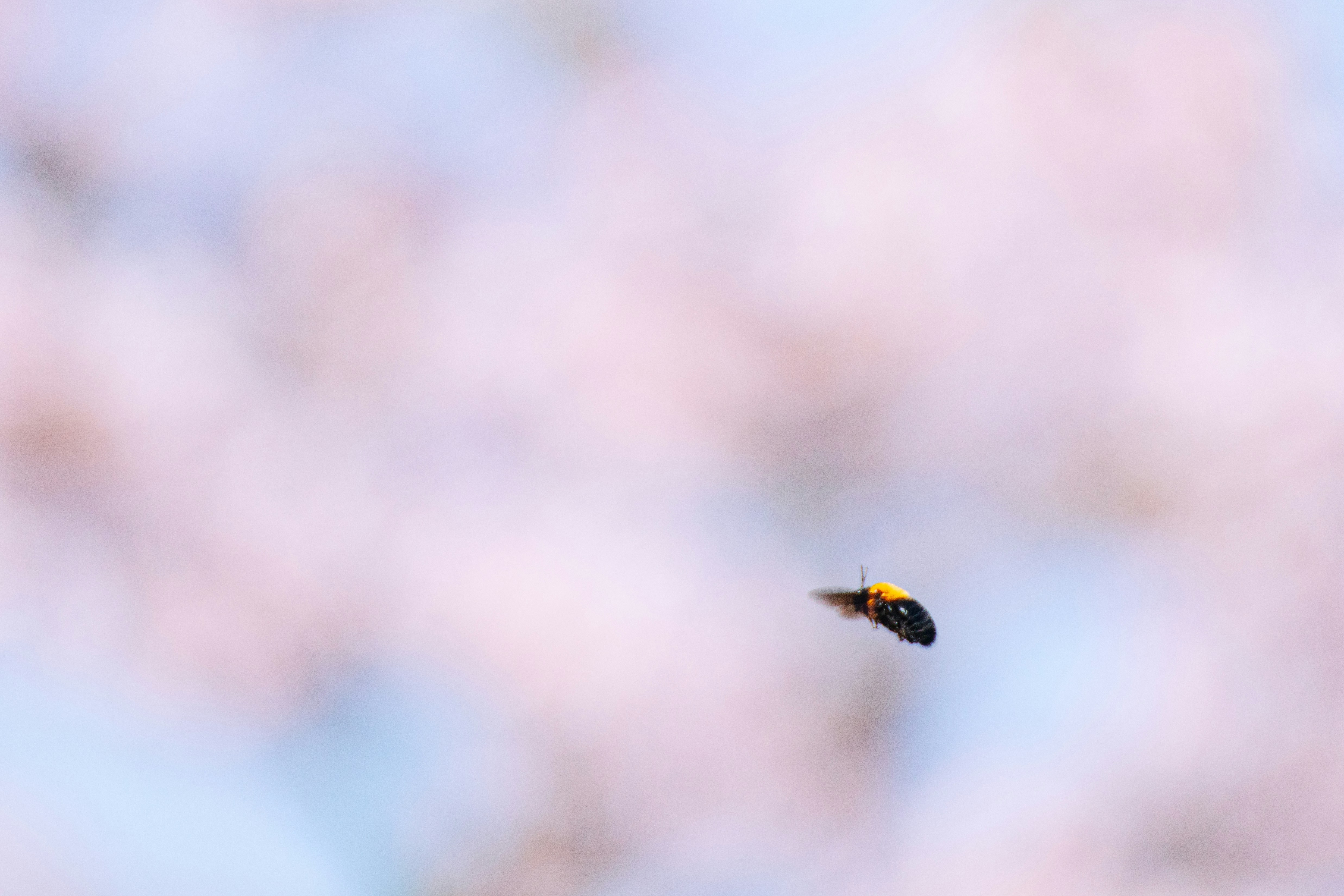 Photo by keita_yoshida_jha