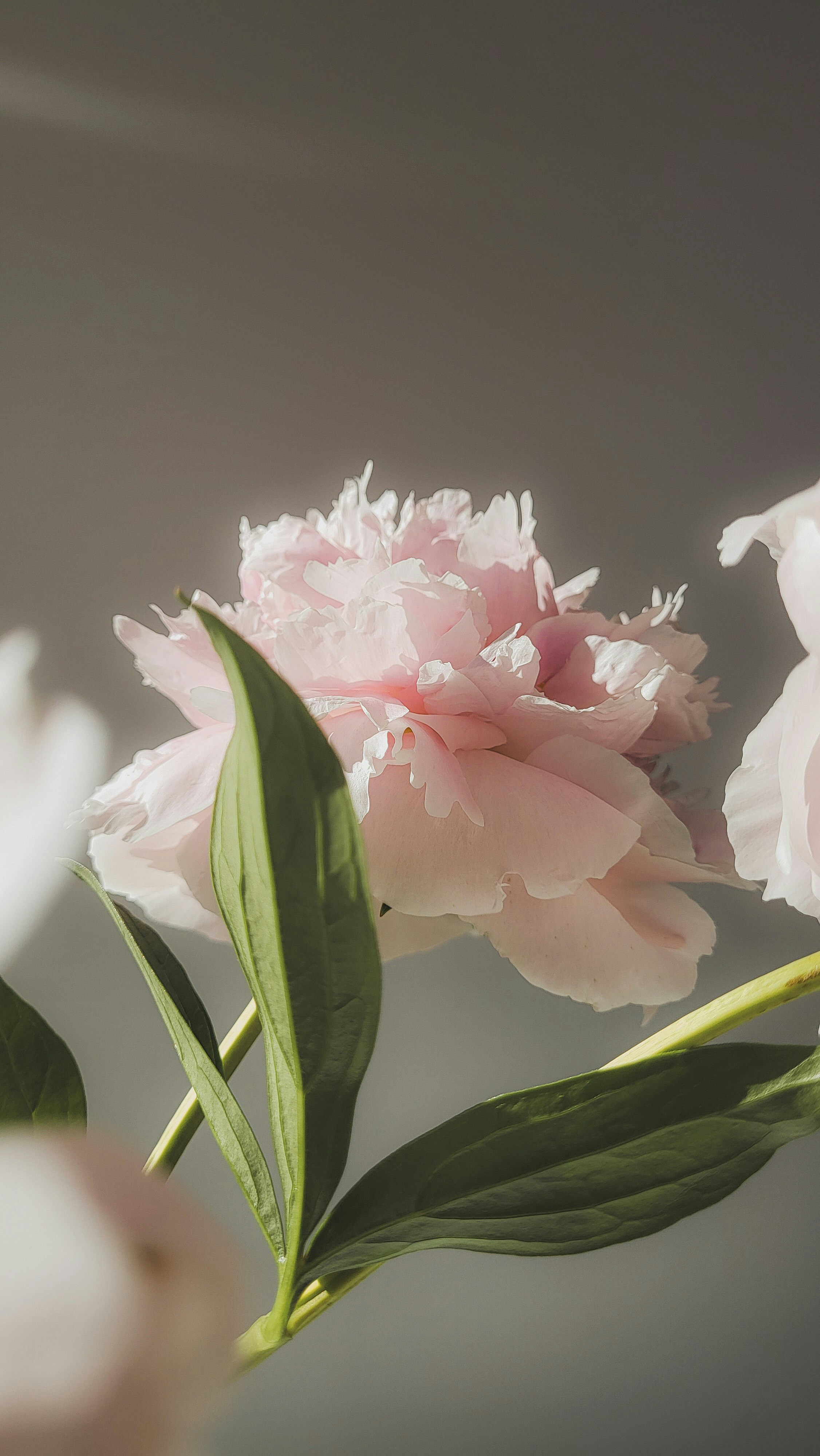 A close up of a pink flower with green leaves photo – Free Life style ...