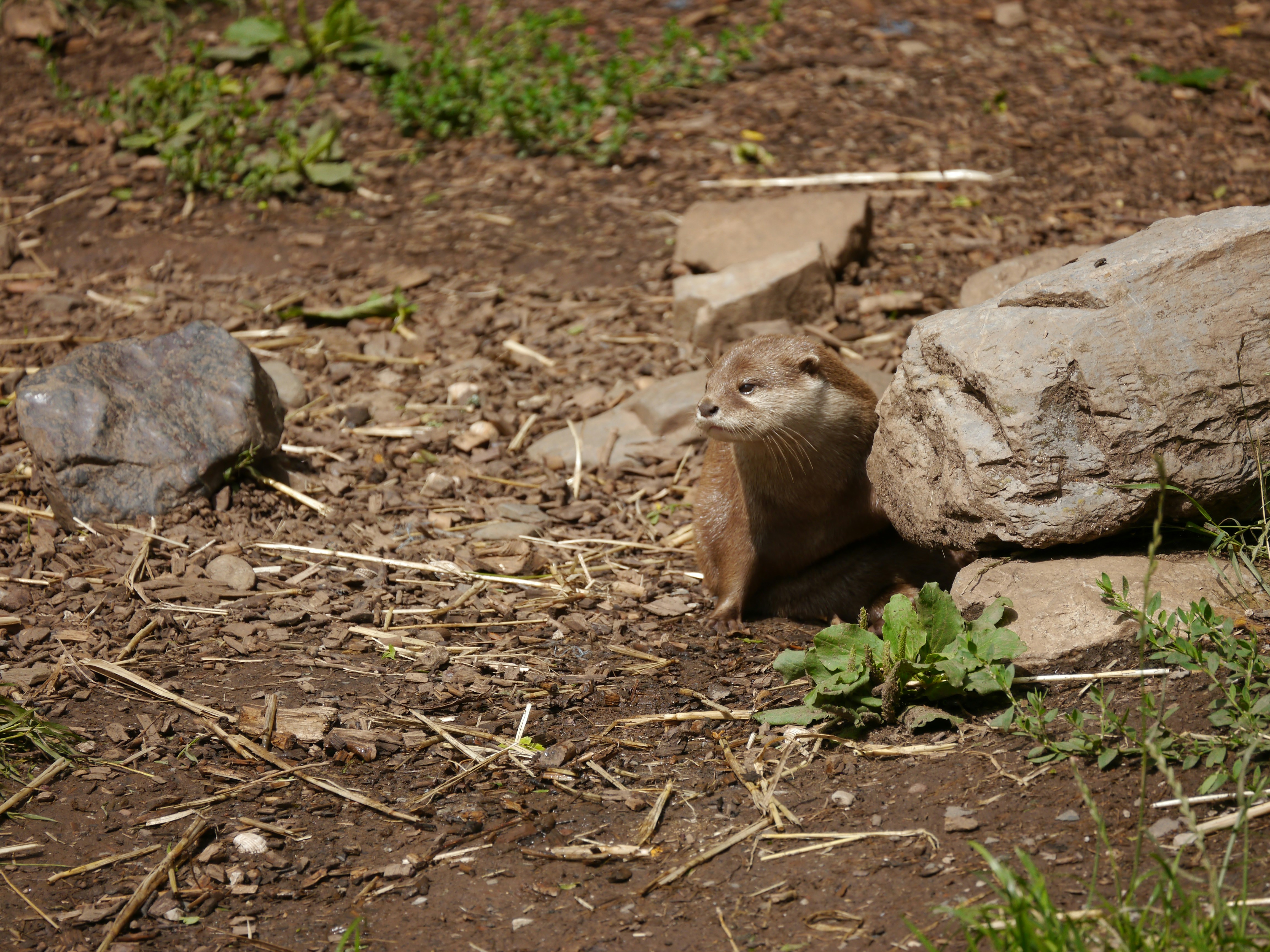 A small animal standing on top of a dirt field