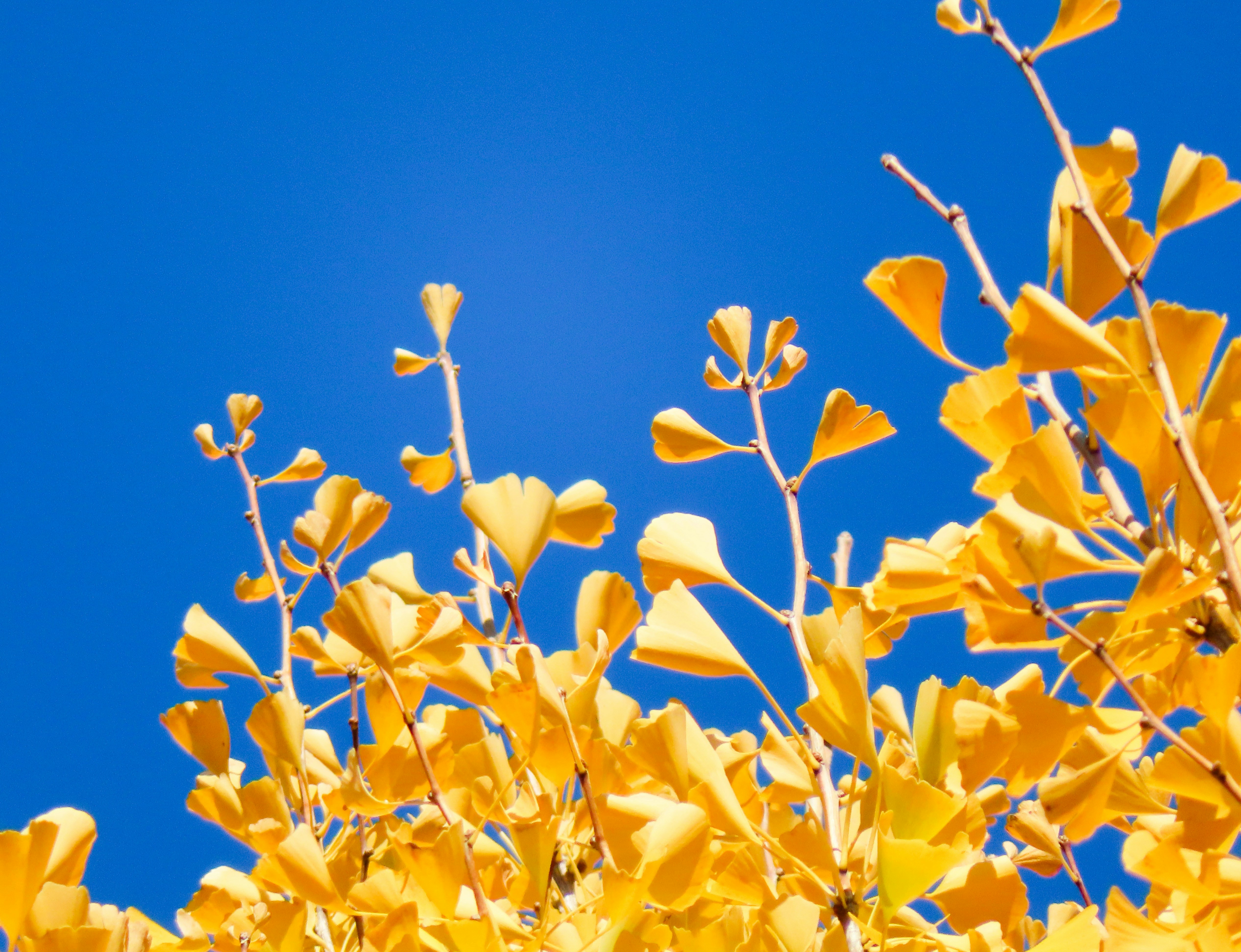 A tree with yellow leaves against a blue sky photo – Free Tokyo Image ...