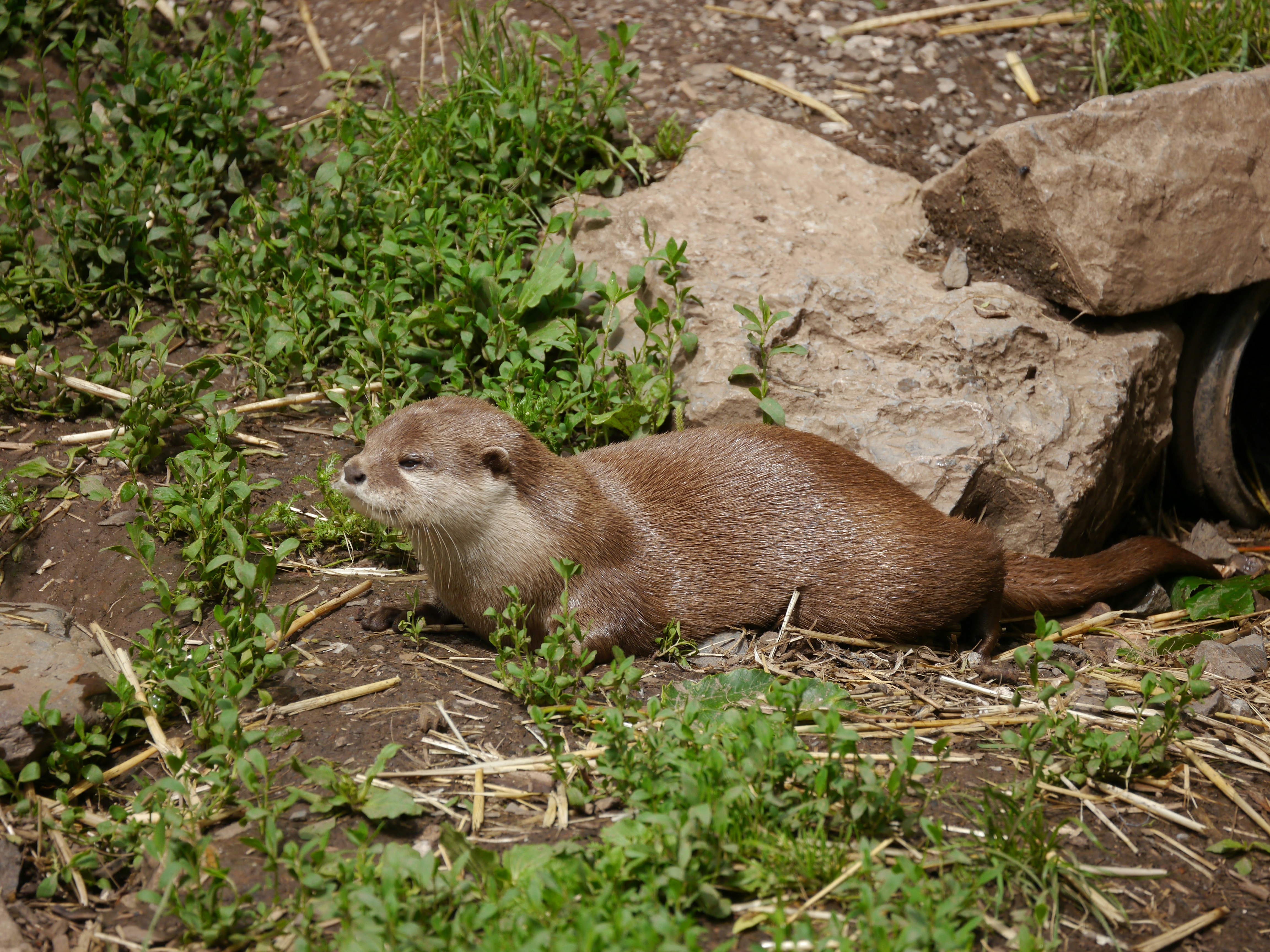 An animal that is laying down in the grass