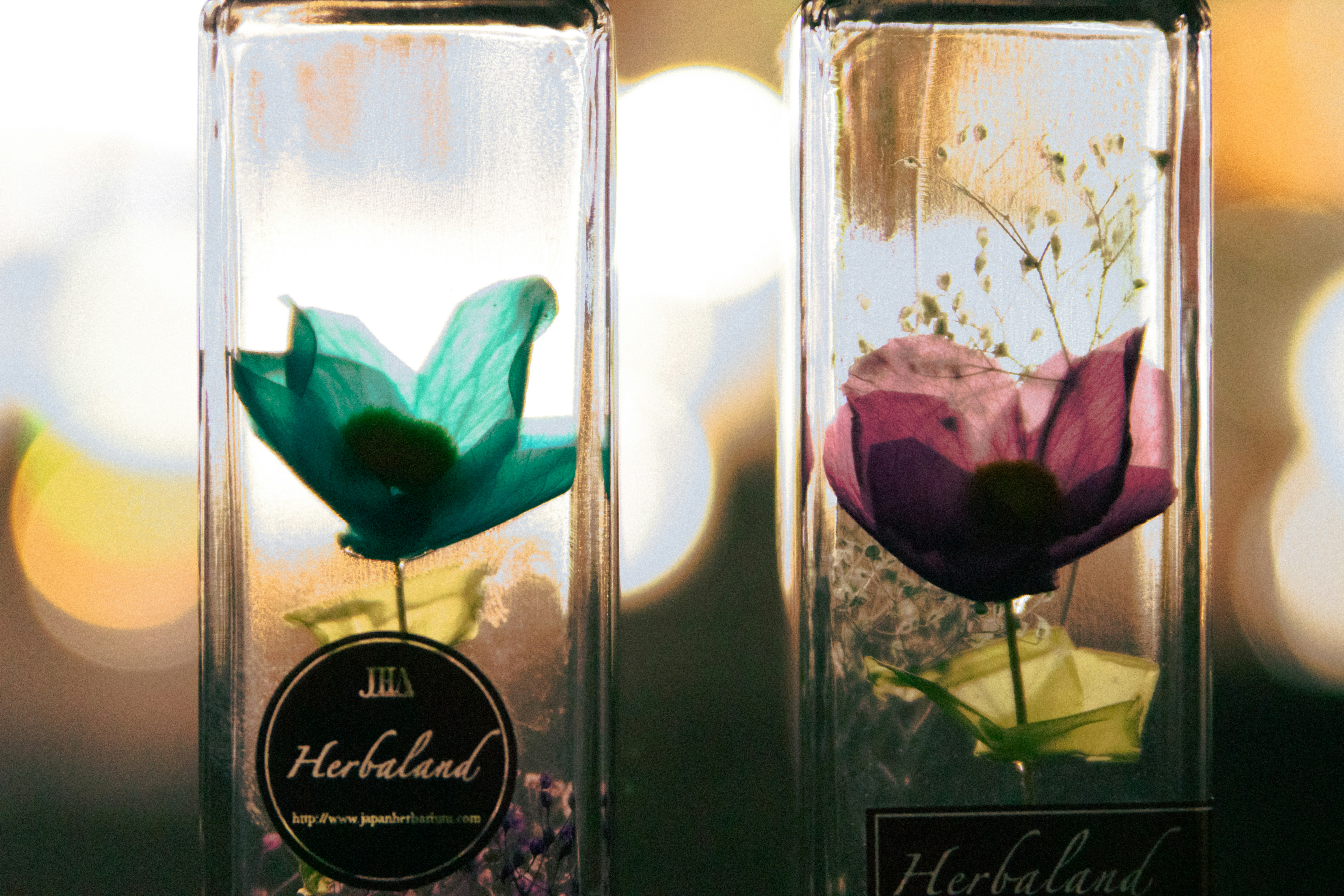 Un par de jarrones con flores en su interior