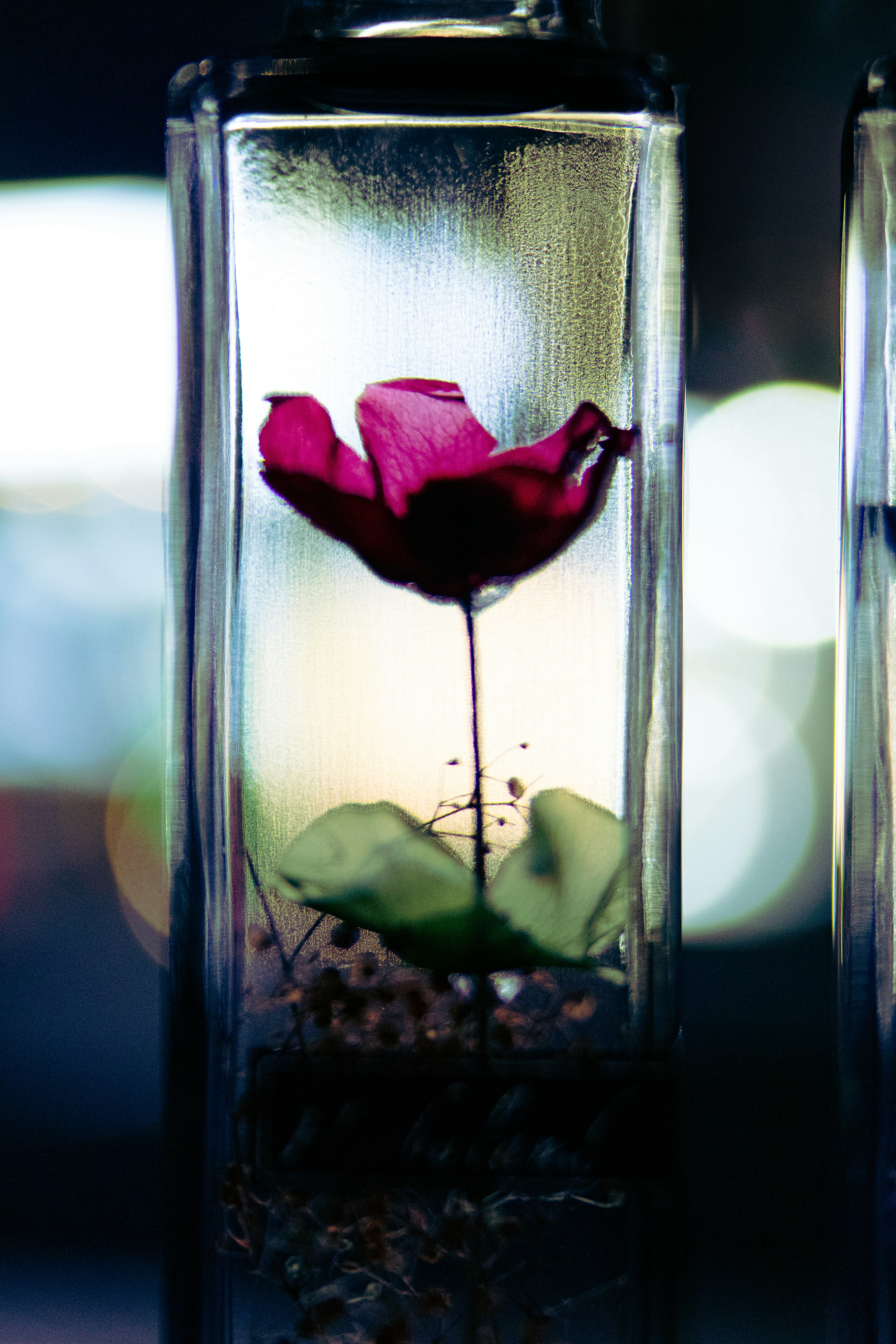 Dos recipientes de vidrio con una flor en su interior