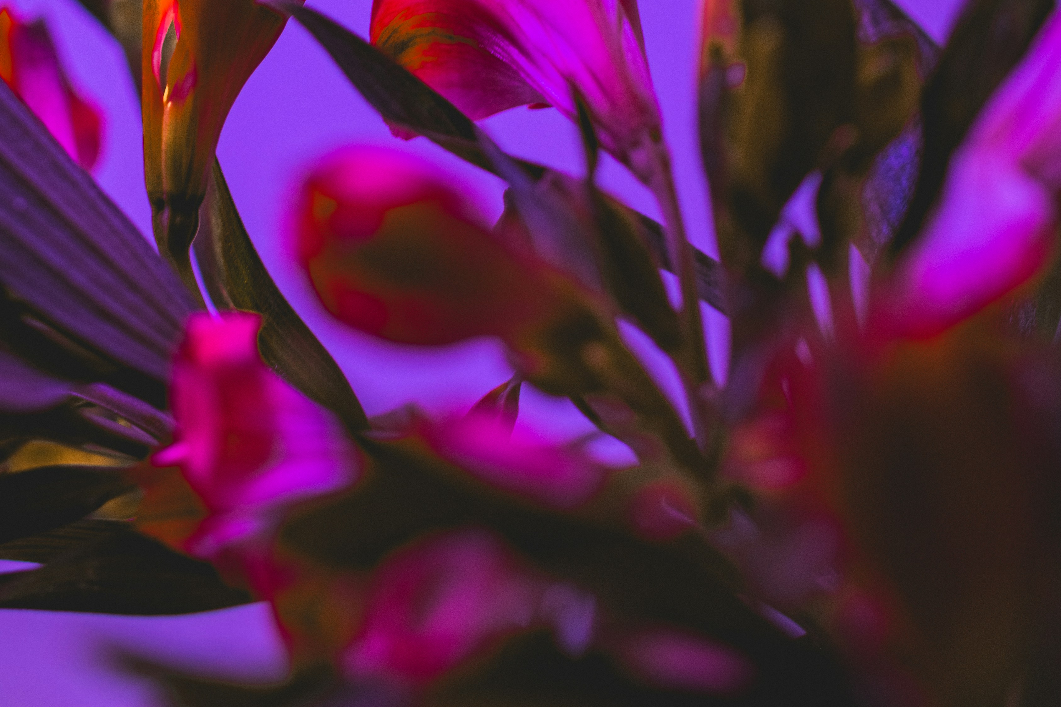 Photo by sentimaprinco