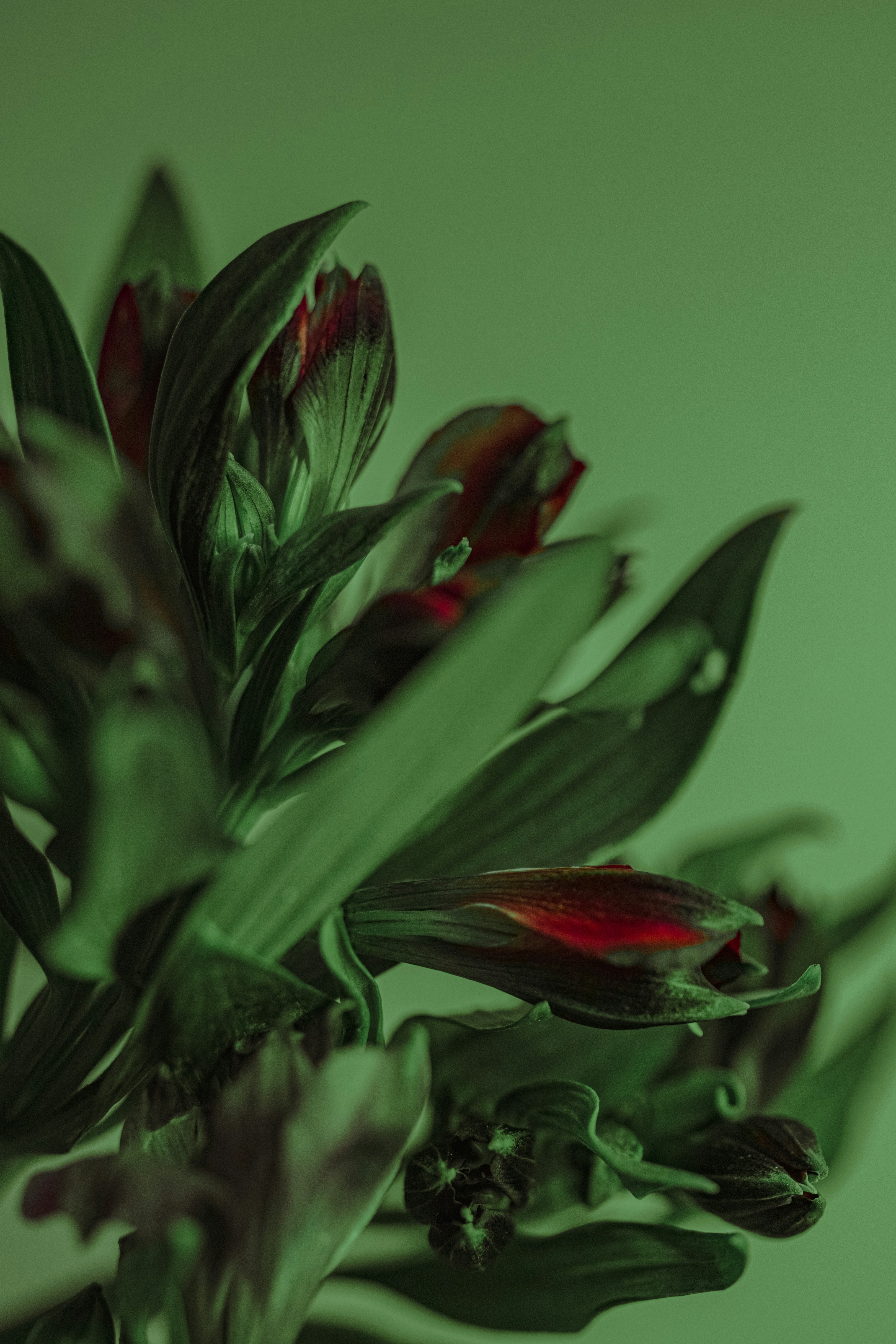 Photo by sentimaprinco