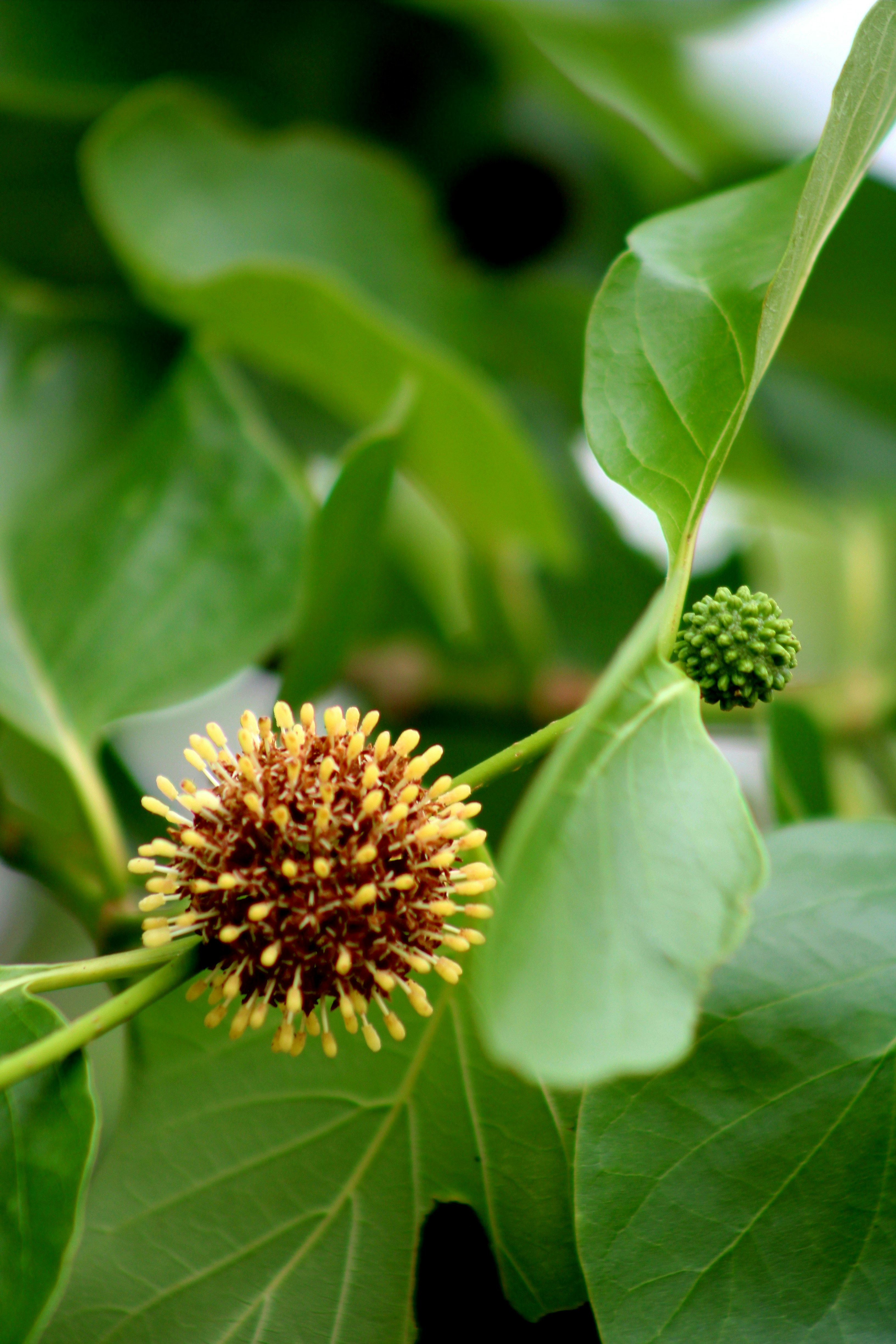 Photo by kailashmaratha55