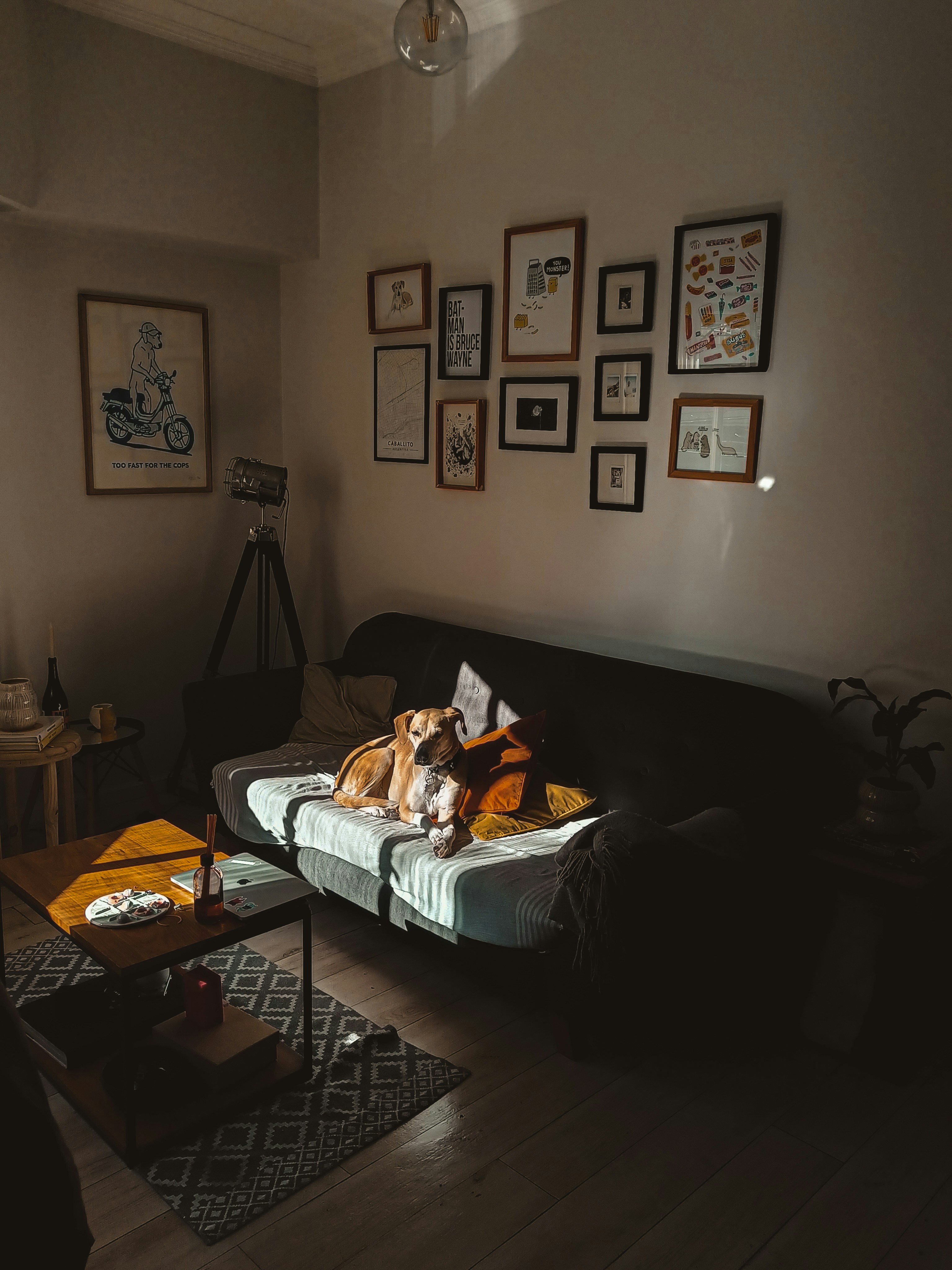 A dog laying on a couch in a living room photo – Free Dog Image on Unsplash