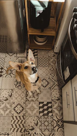A dog sitting on the kitchen floor looking up