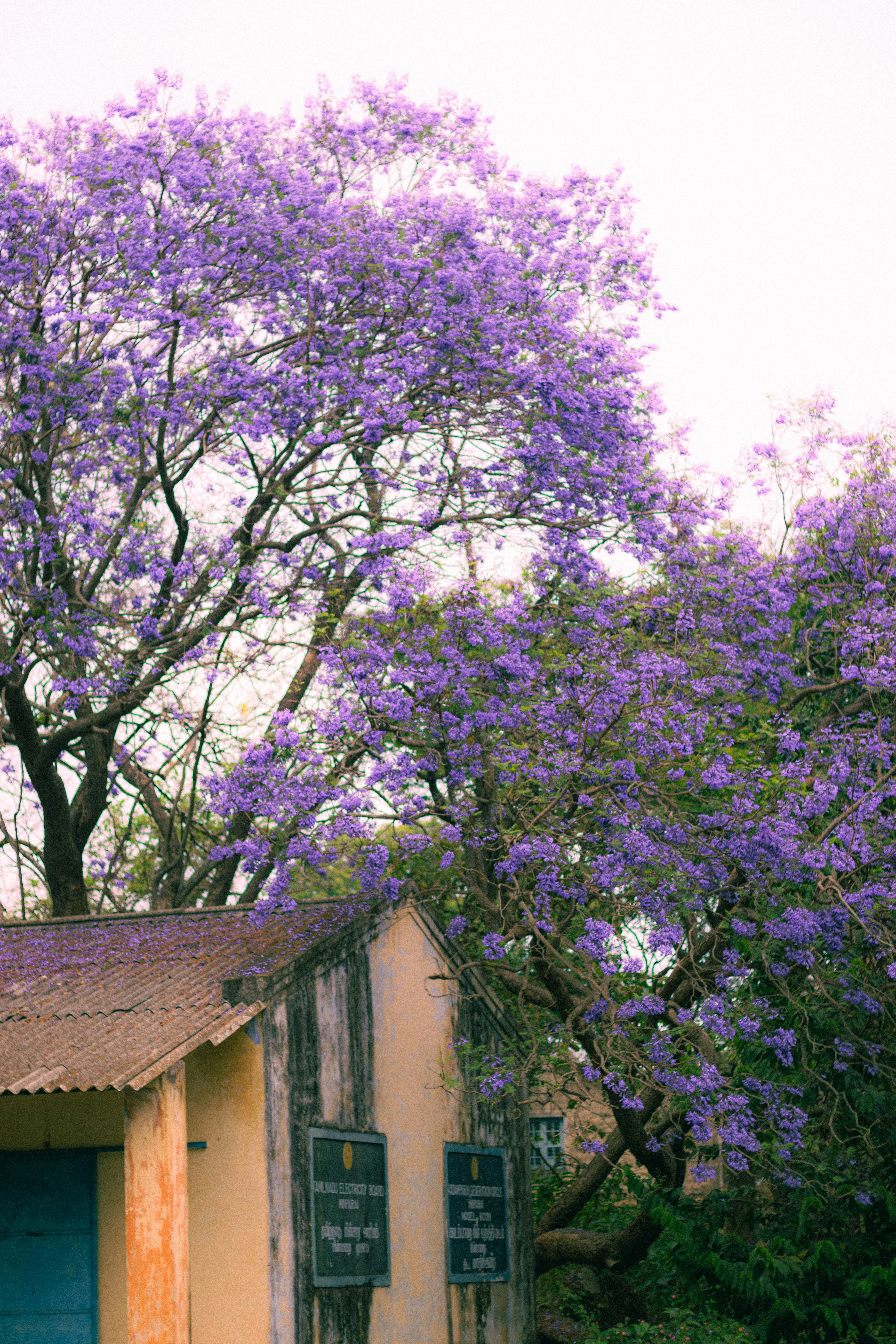 Photo by dhilipantony