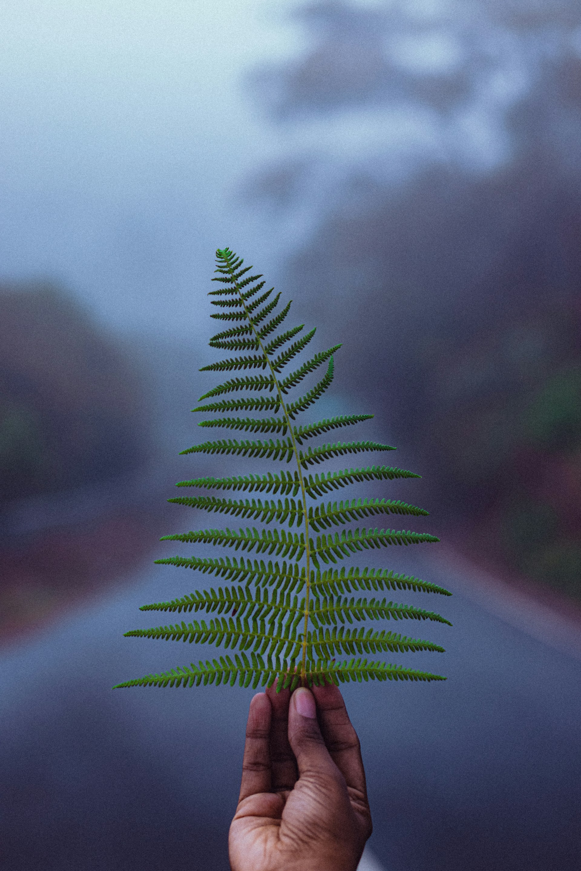 A person holding a green leaf in the middle of a road