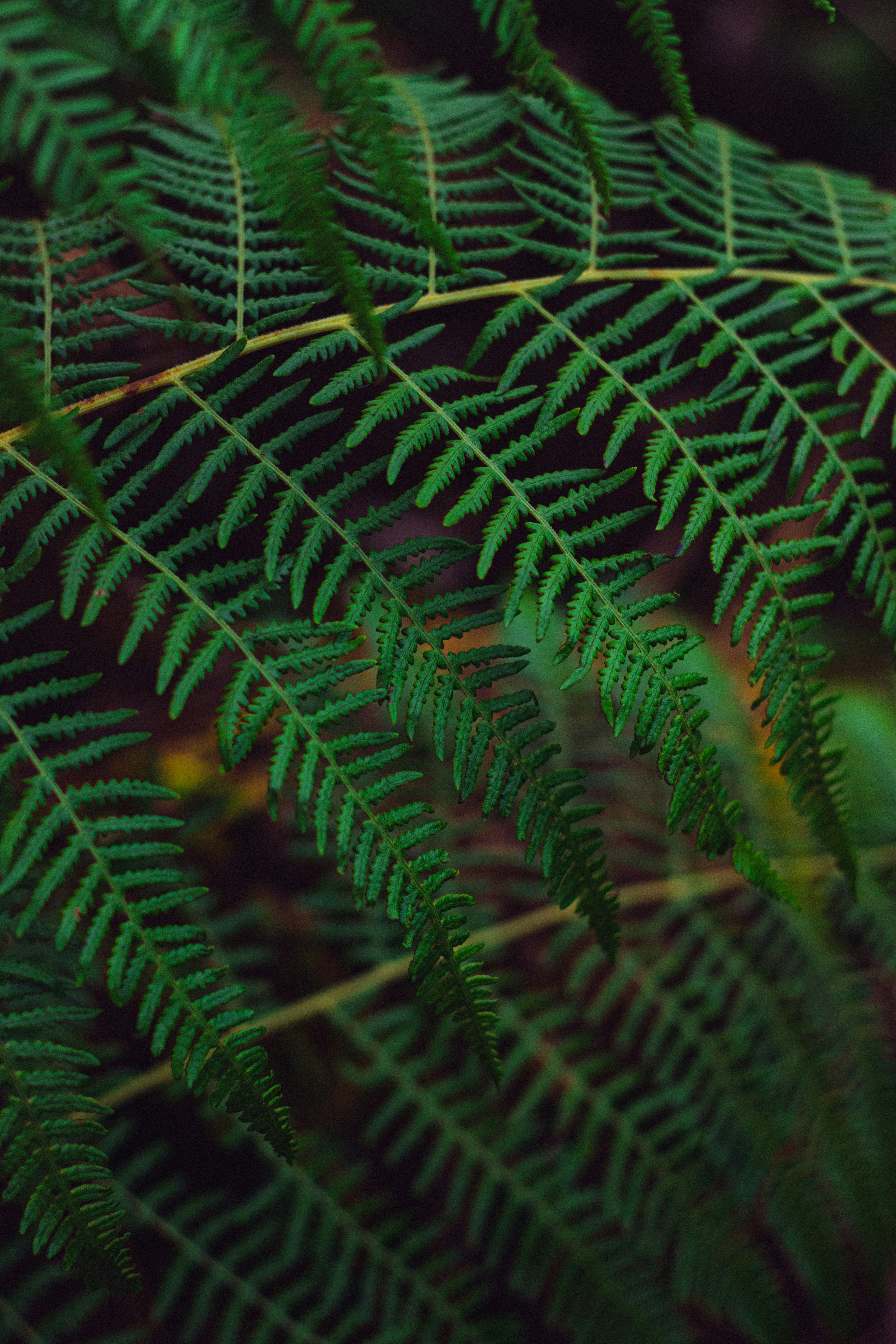 Photo by dhilipantony