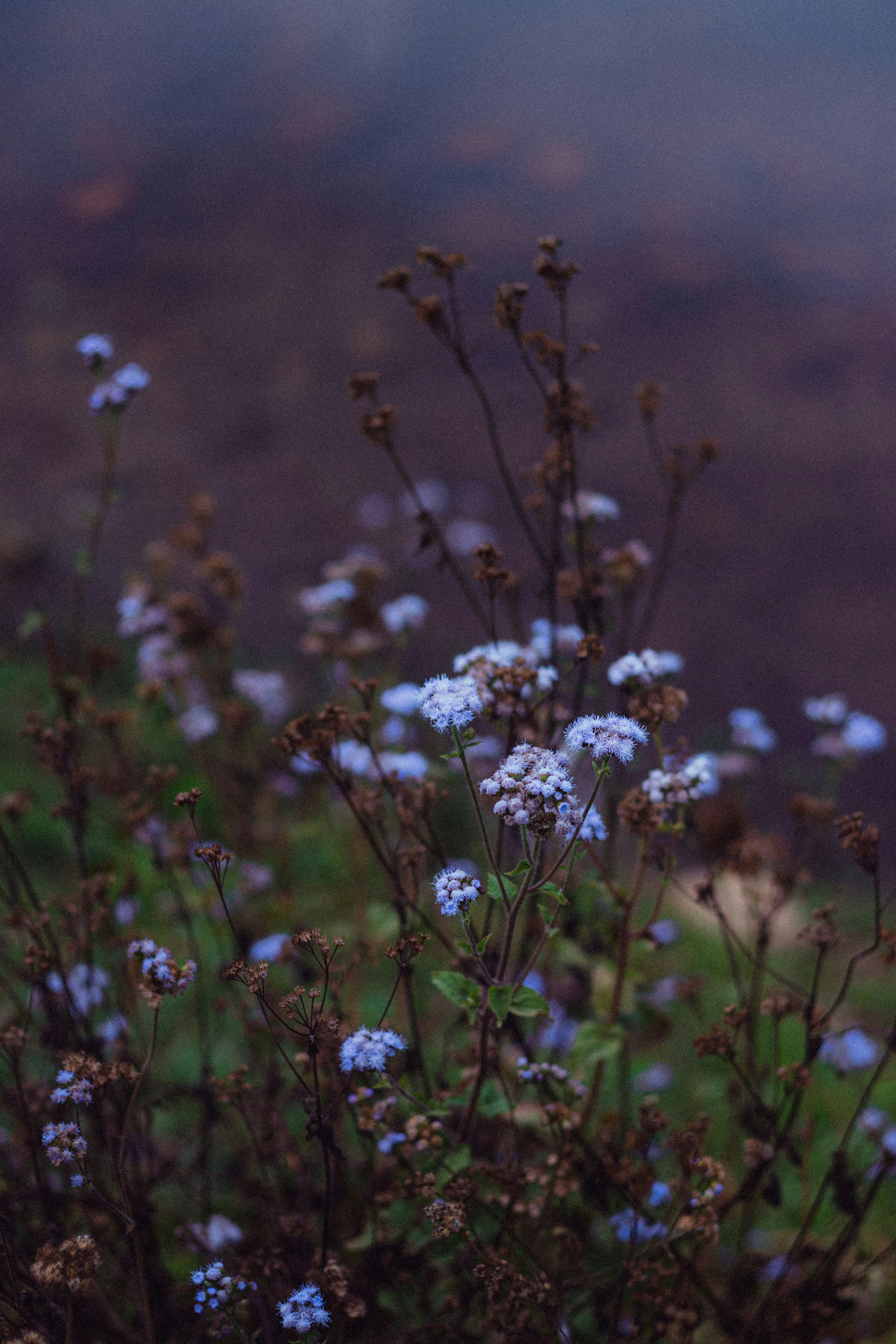 Photo by dhilipantony