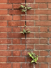 A brick wall with a plant growing on it