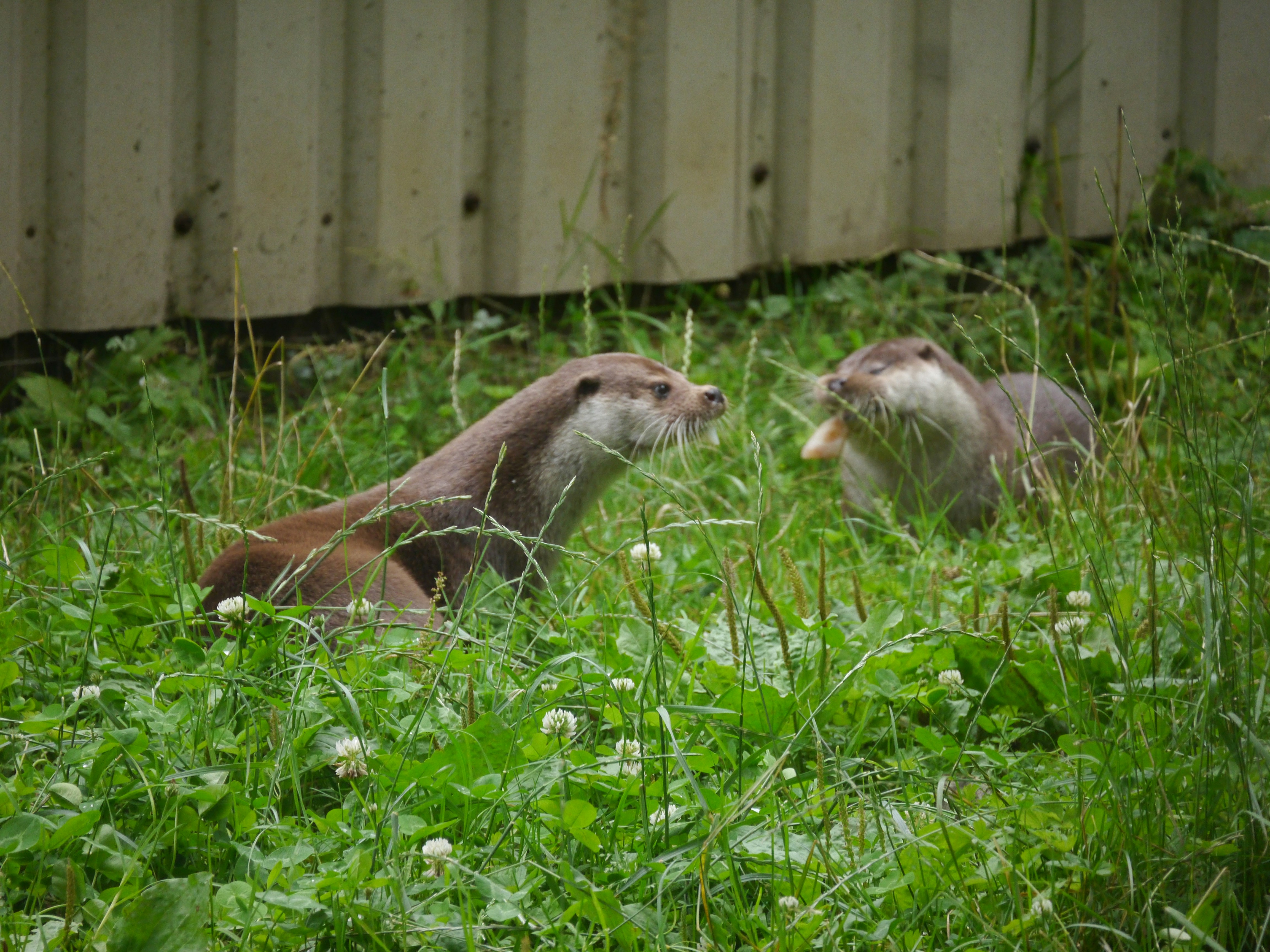 Ferrets: Mischievous Buddies With Endless Energy (image credits: unsplash)