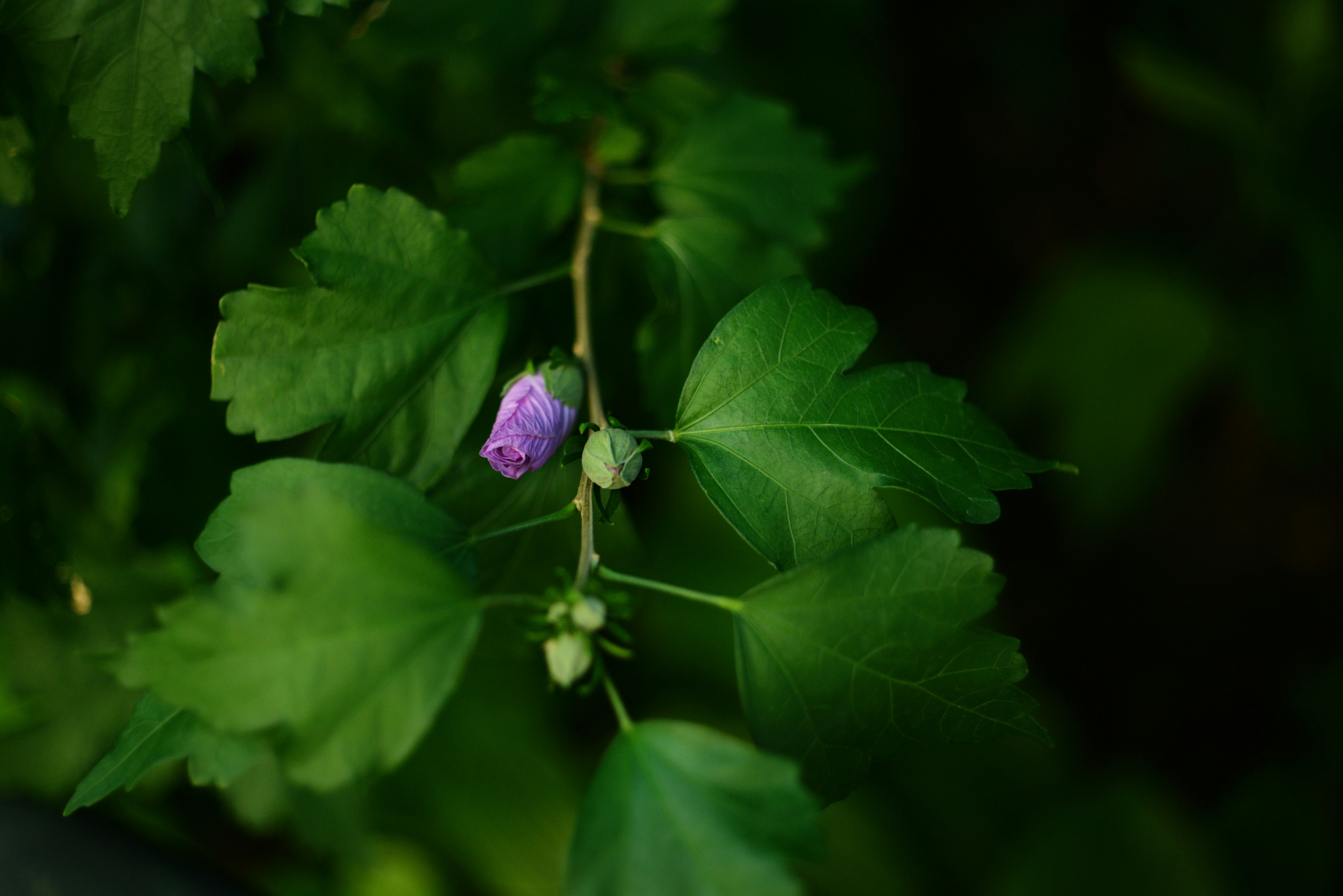 A close up of a purple flower on a green plant