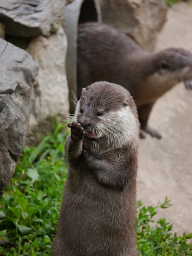 Otter holding a snack