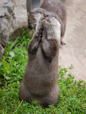 Small otter standing on hind legs