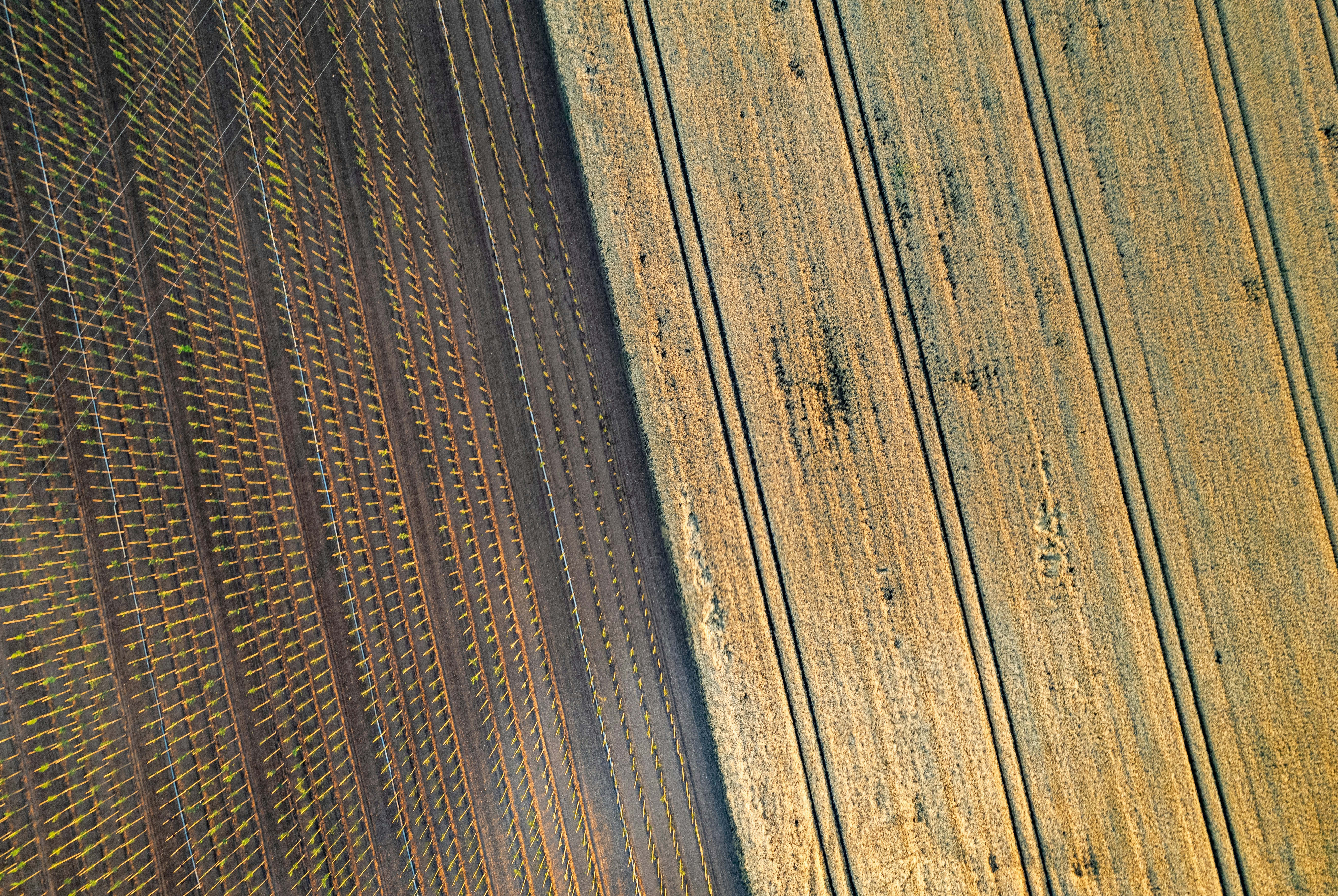 A bird is perched on a fence post