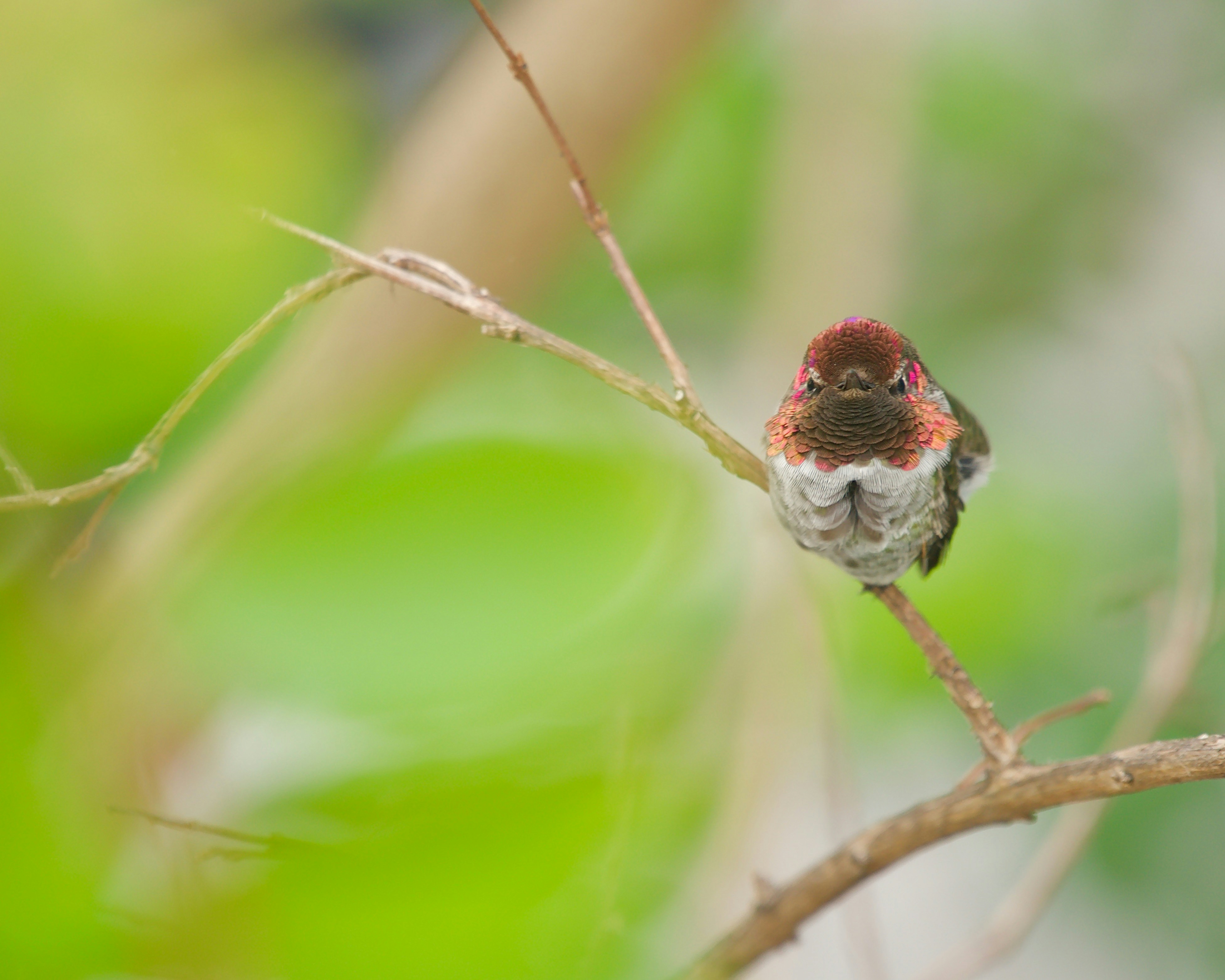 Un pequeño pájaro sentado en la parte superior de la rama de un árbol