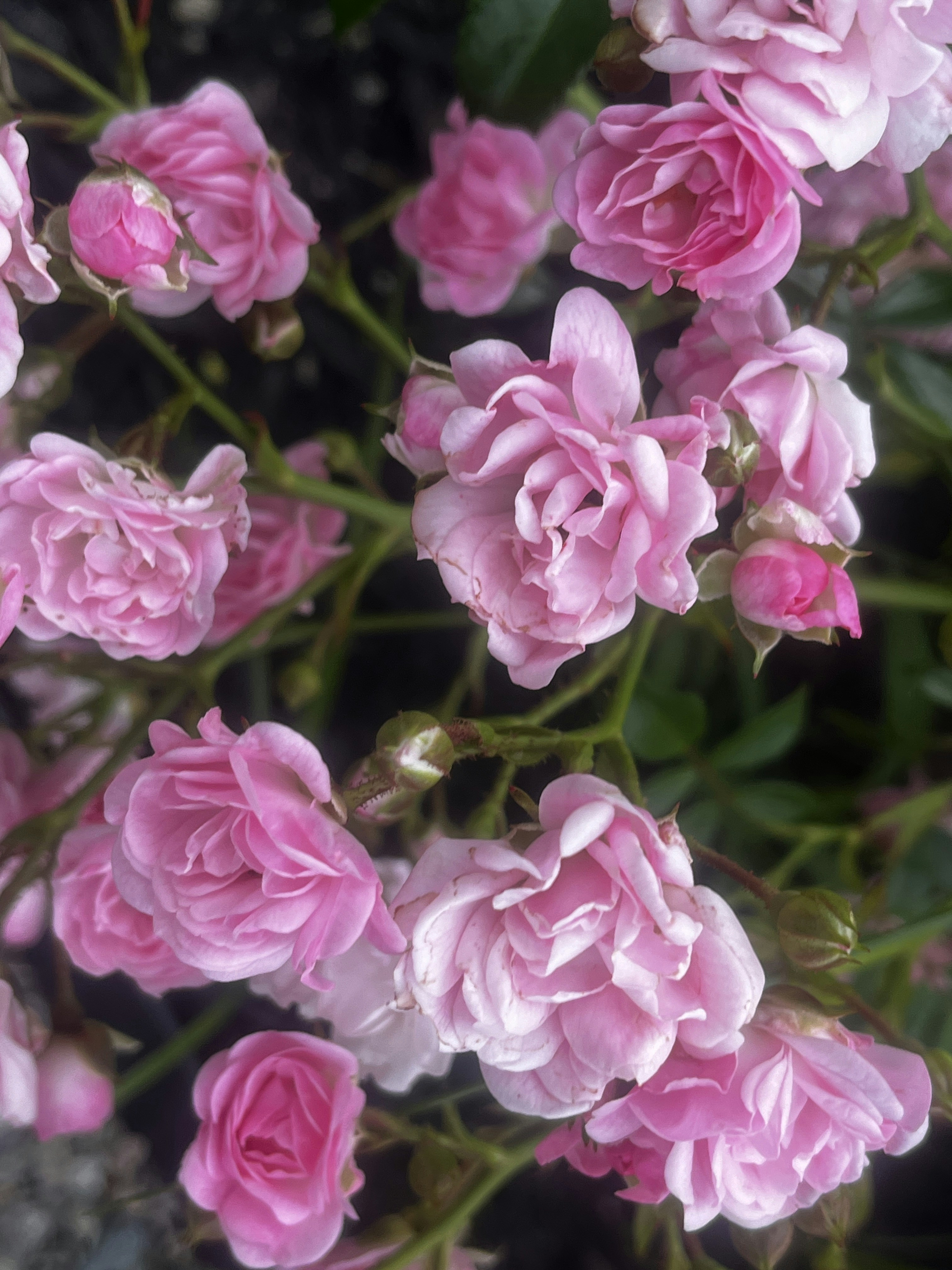 Photo by jeannette_de_beauvoir