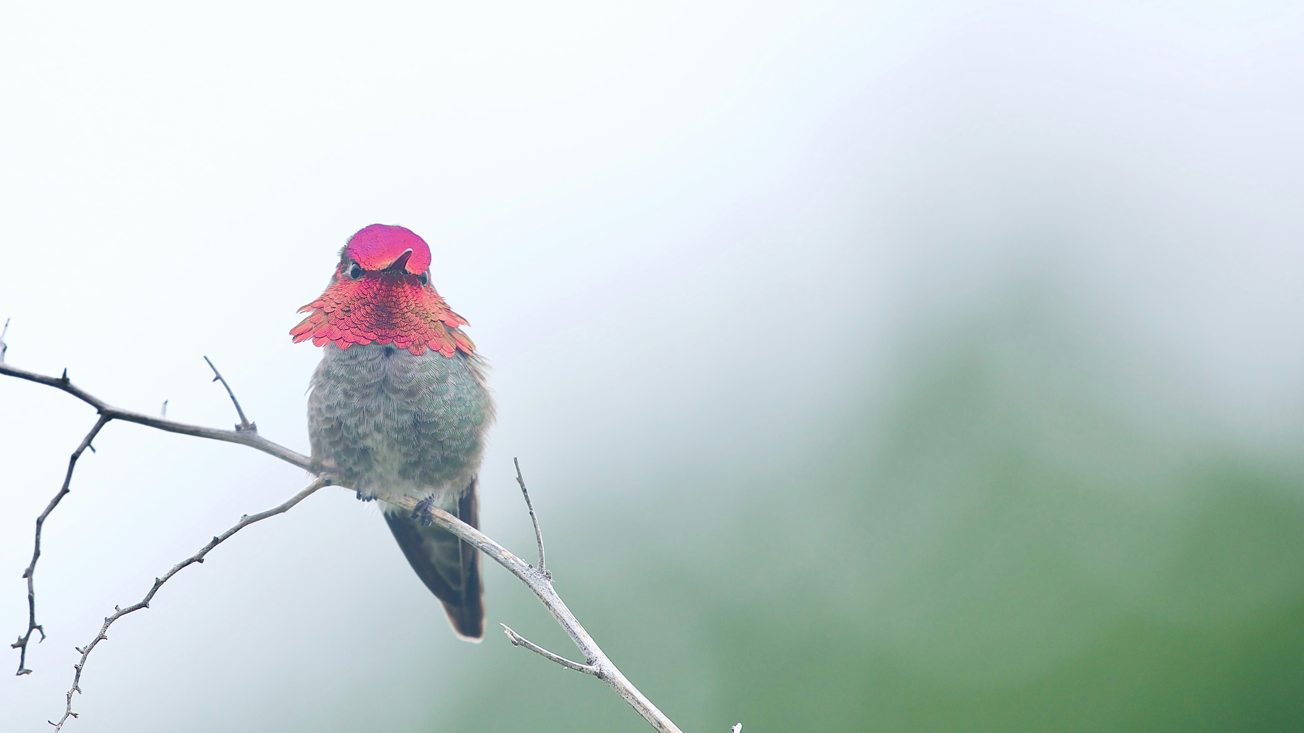 A small bird sitting on top of a tree branch