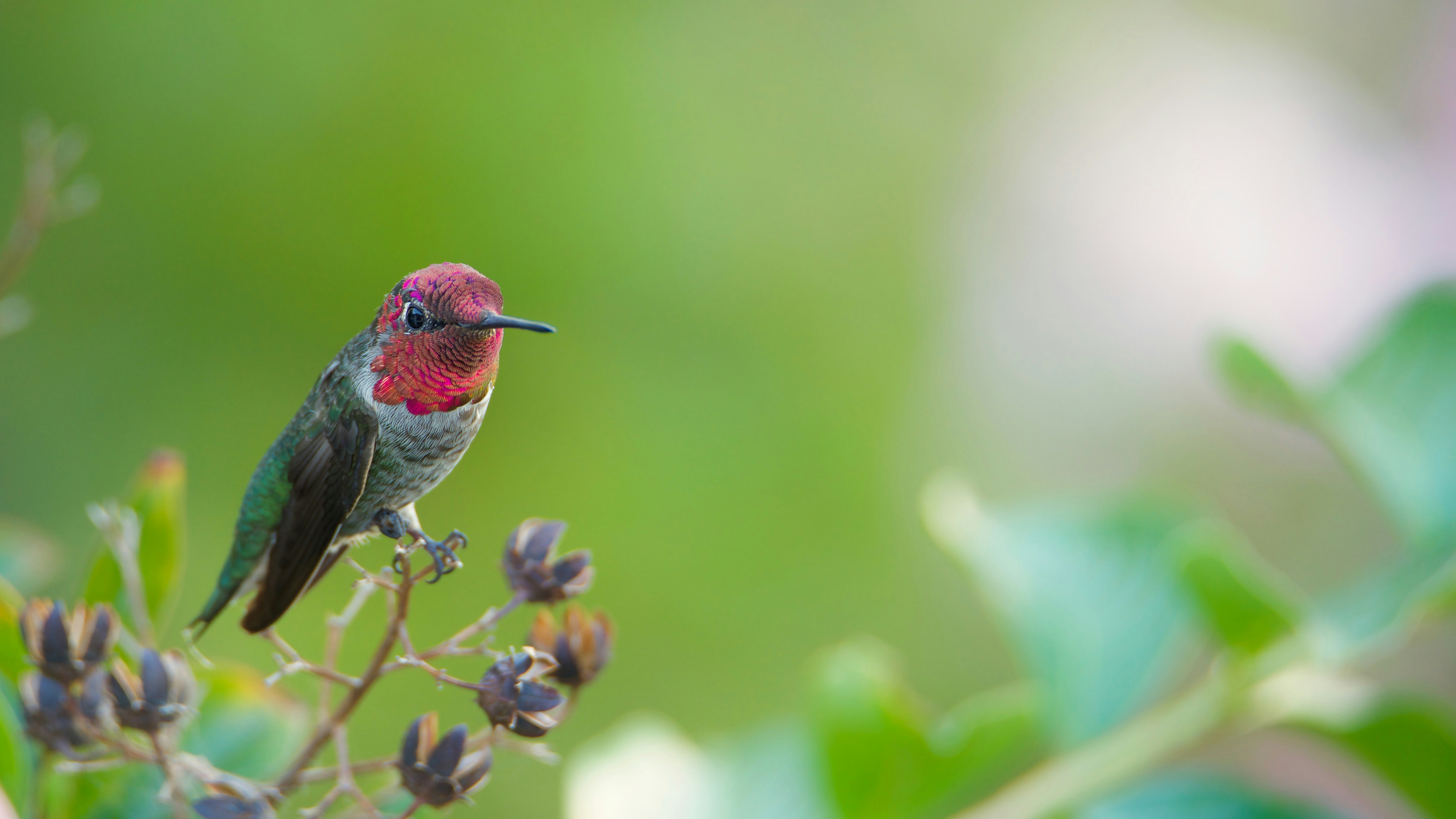 A small bird sitting on top of a tree branch