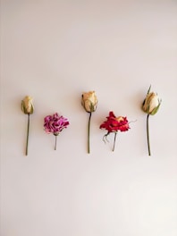 A row of flowers on a white wall