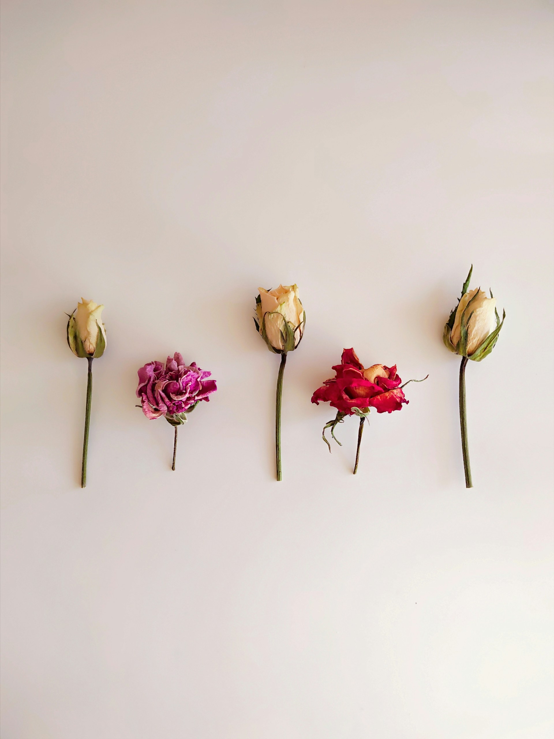 A row of flowers on a white wall